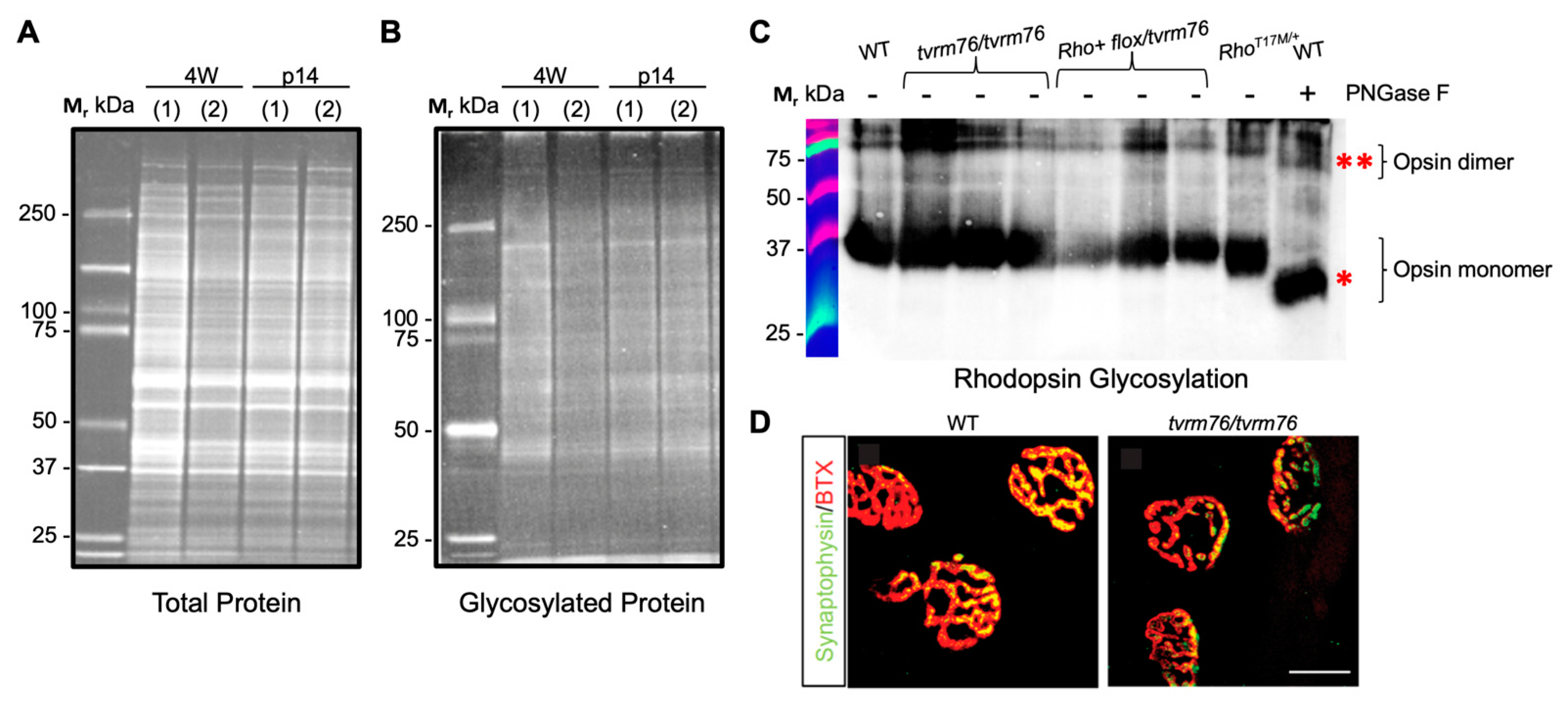 Ijms 23 12005 g004 Ijms 23 12005 g004