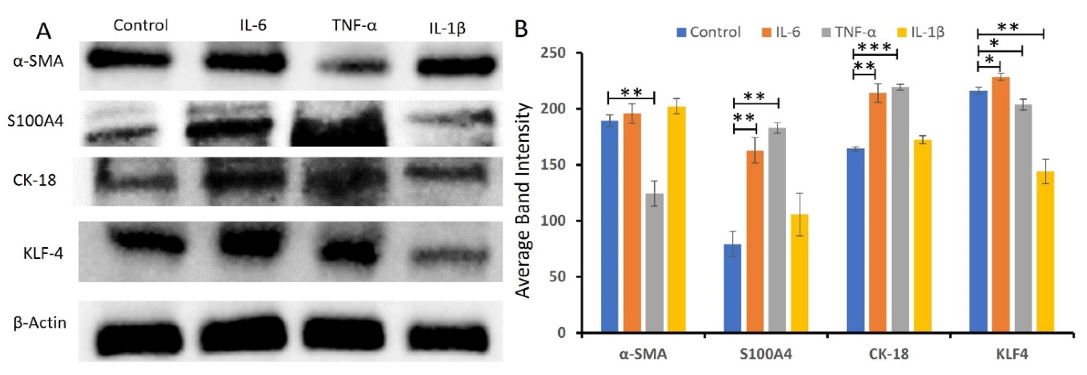 Ijms 23 12012 g006 Ijms 23 12012 g006