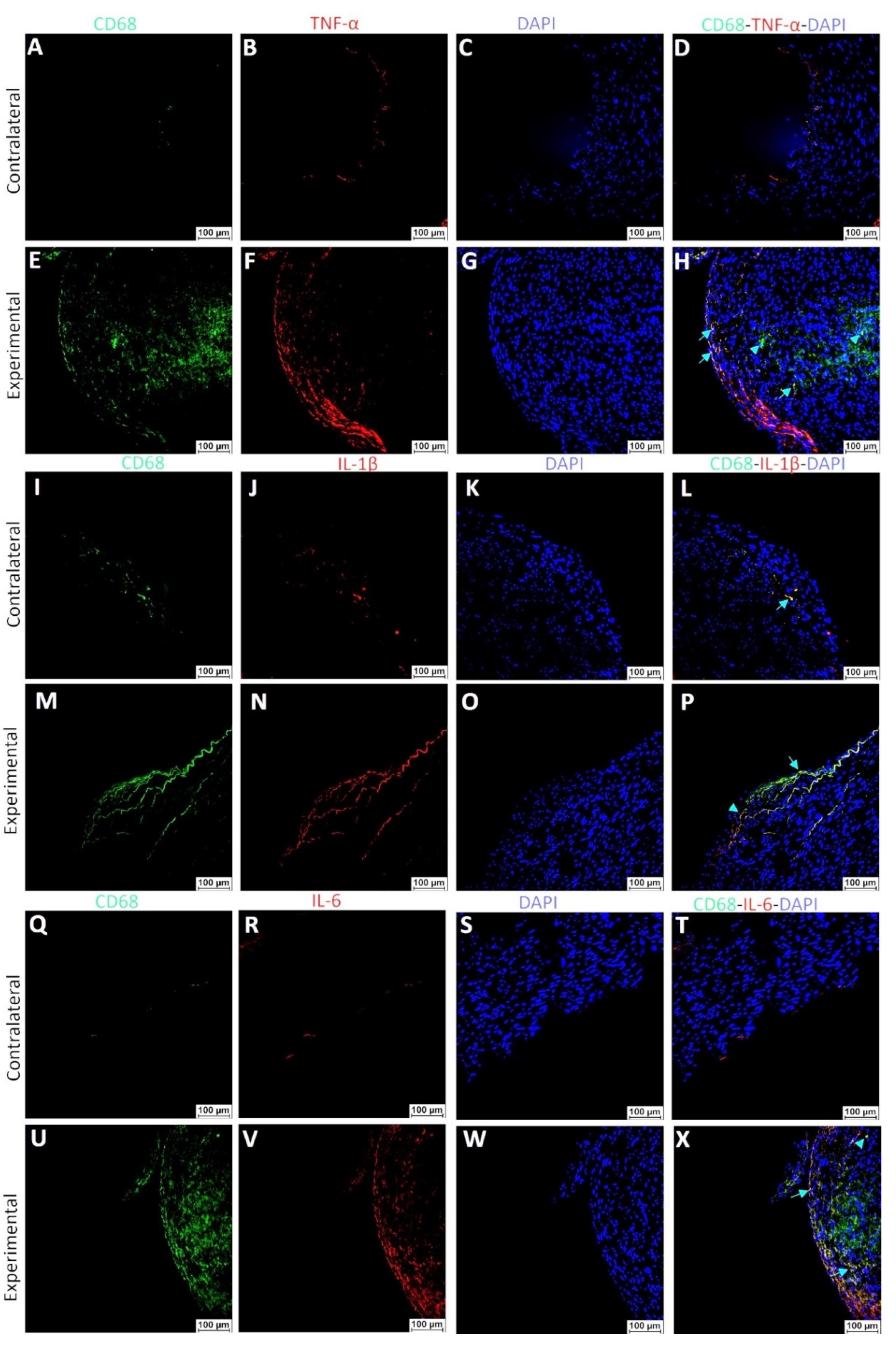 Ijms 23 12012 g012 Ijms 23 12012 g012
