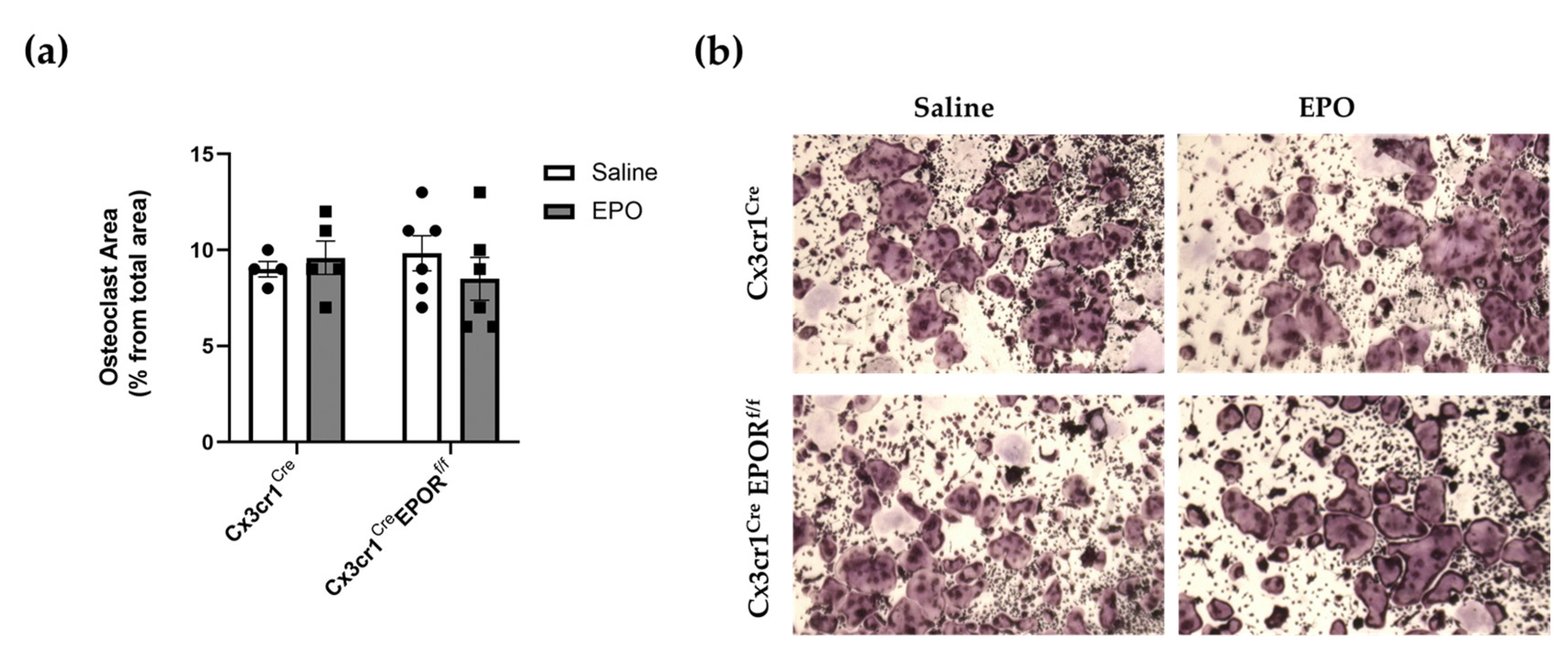 Ijms 23 12051 g005 Ijms 23 12051 g005