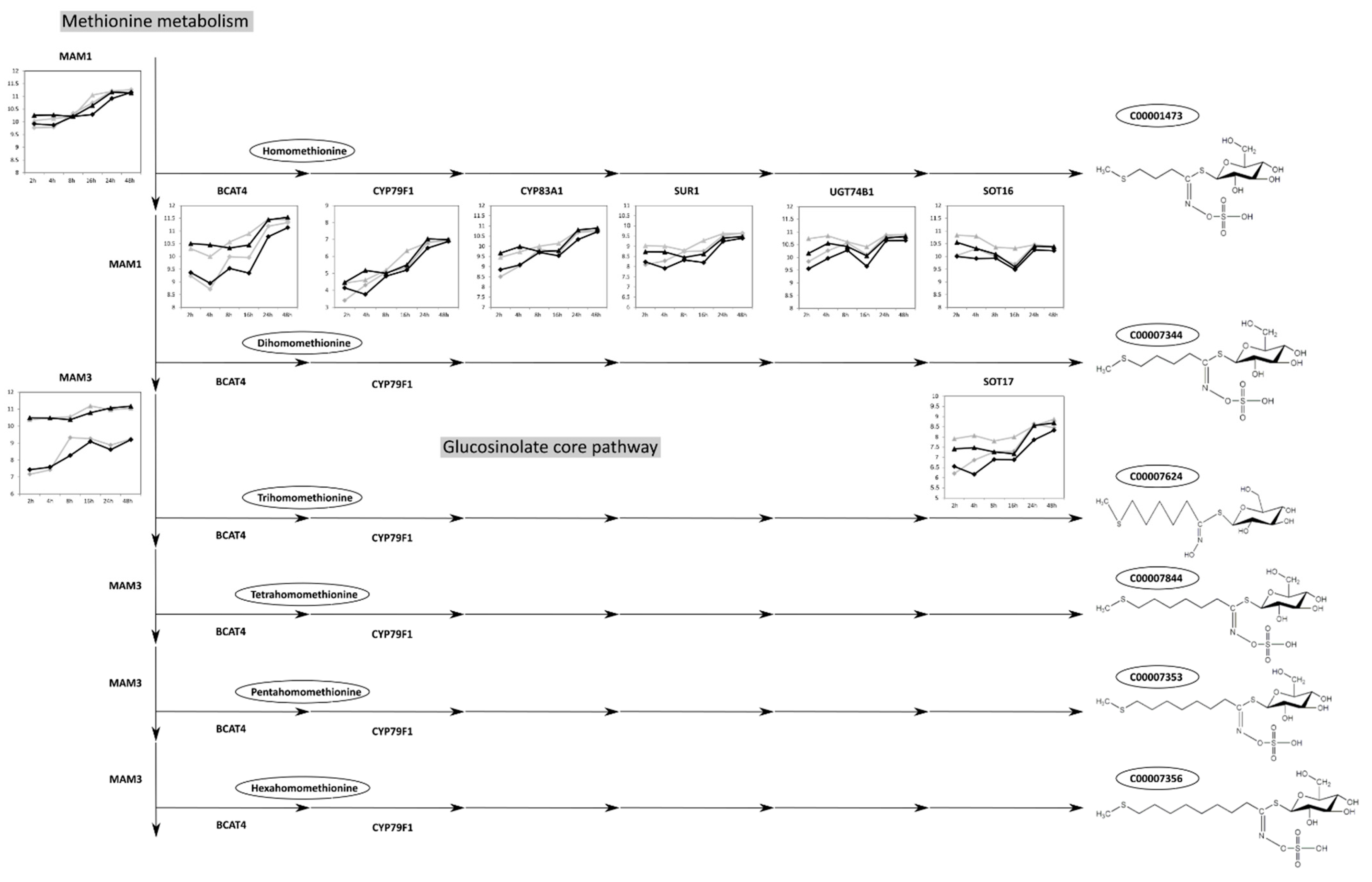 Ijms 23 12087 g003 Ijms 23 12087 g003