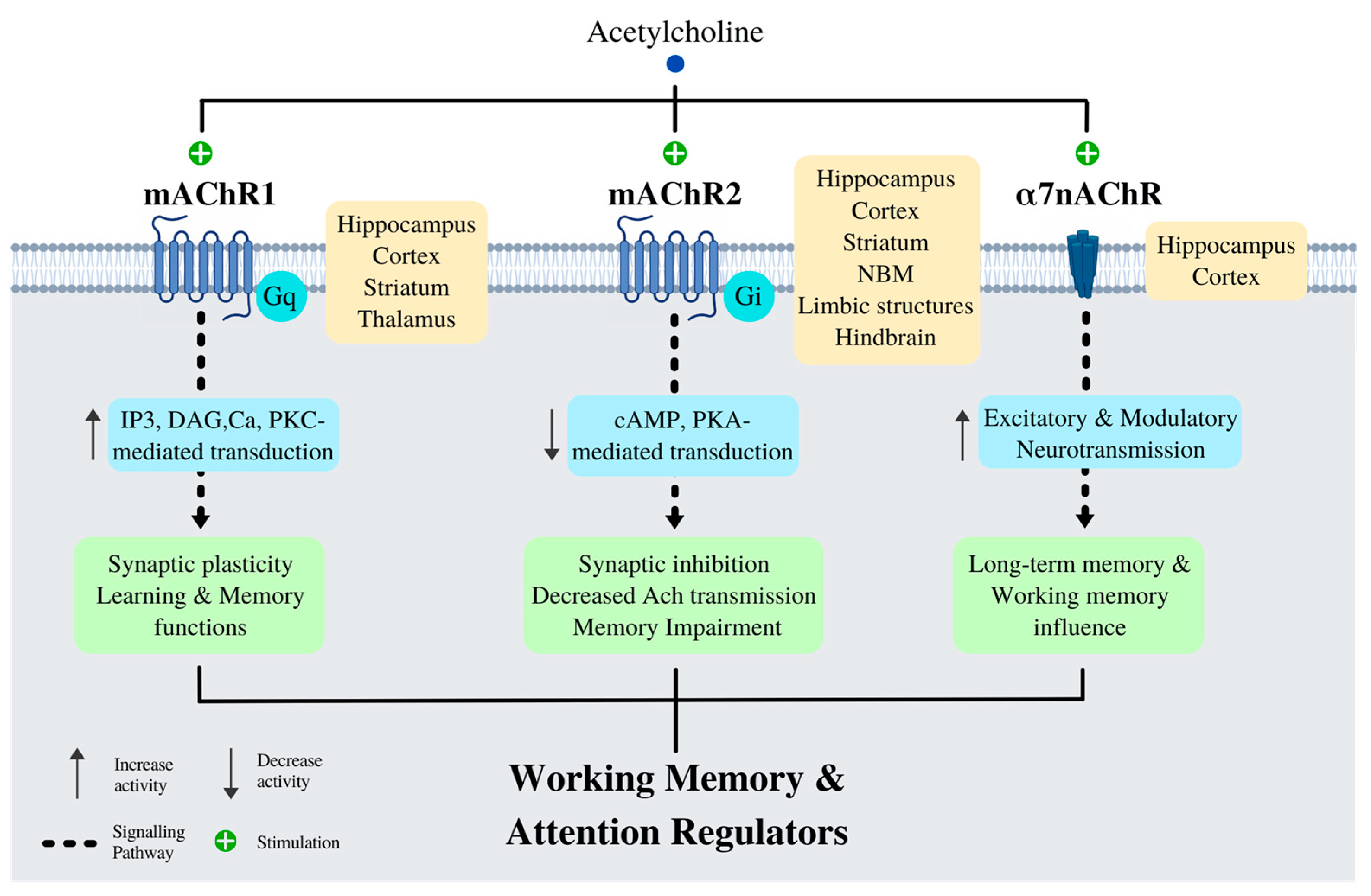 Ijms 23 12092 g004 Ijms 23 12092 g004