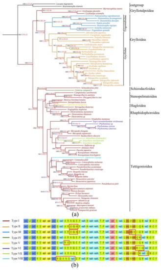 IJMS | Free Full-Text | Evolution of Gene Arrangements in the ...