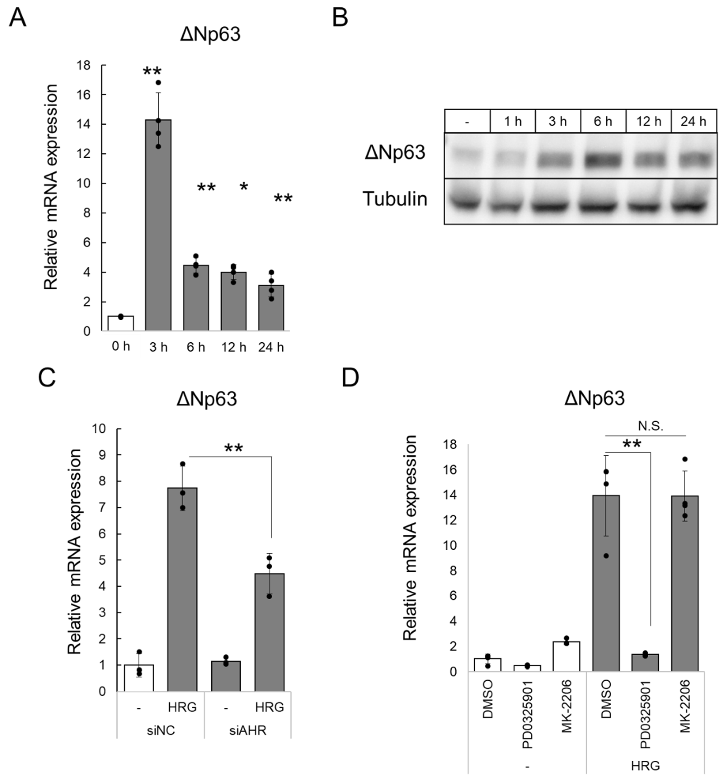 Ijms 23 12095 g003 Ijms 23 12095 g003