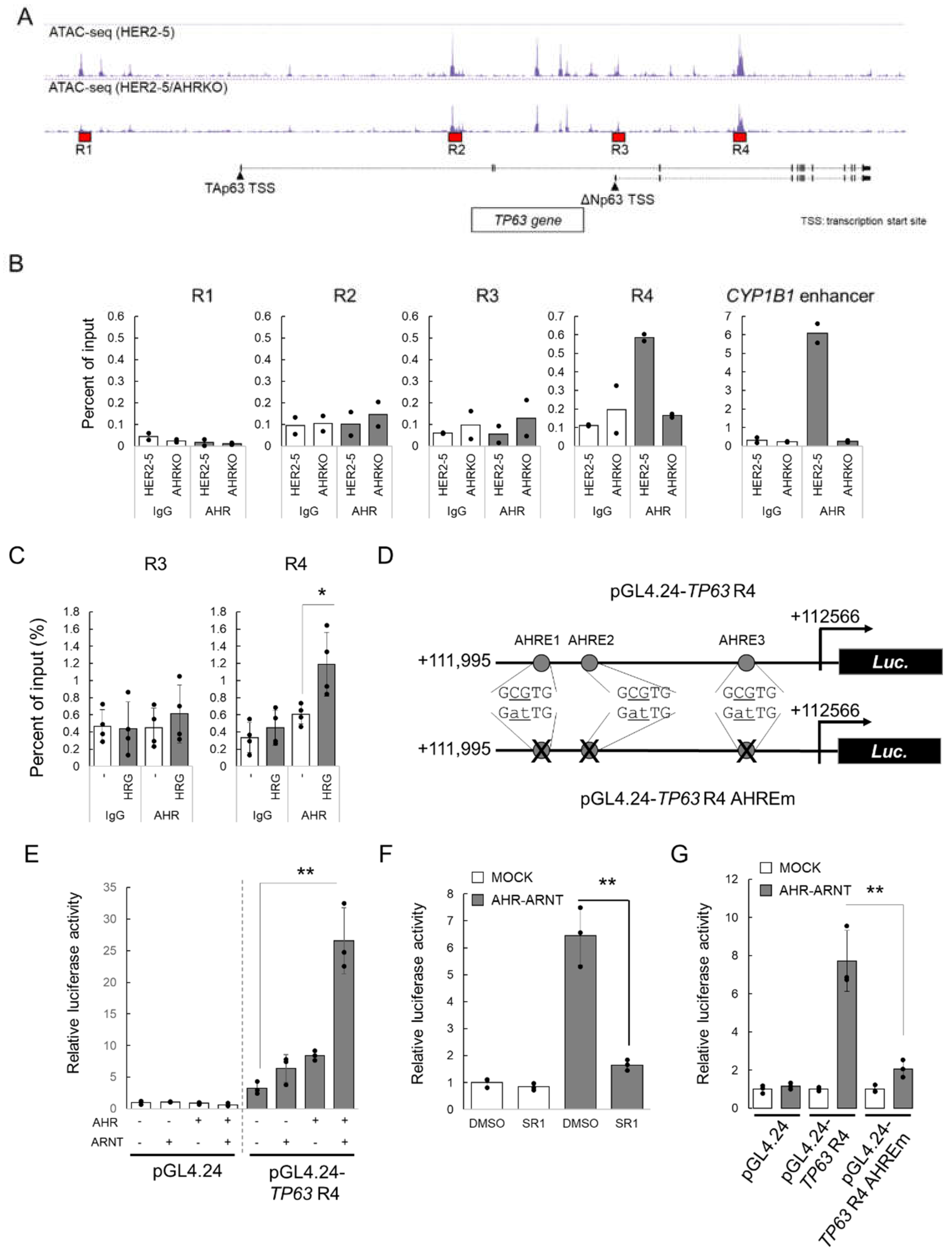 Ijms 23 12095 g004 Ijms 23 12095 g004