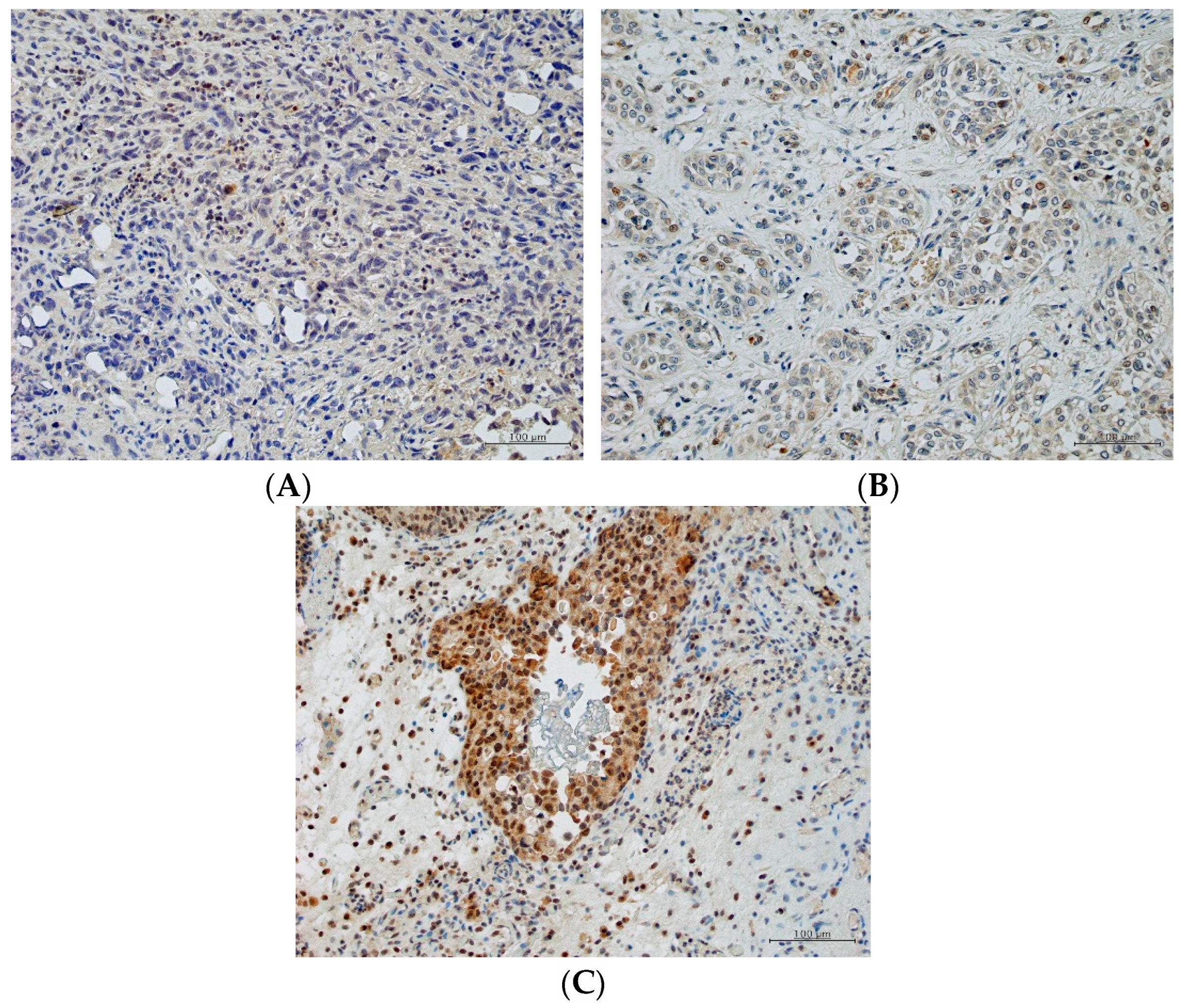 Ijms 23 12119 g002 Ijms 23 12119 g002