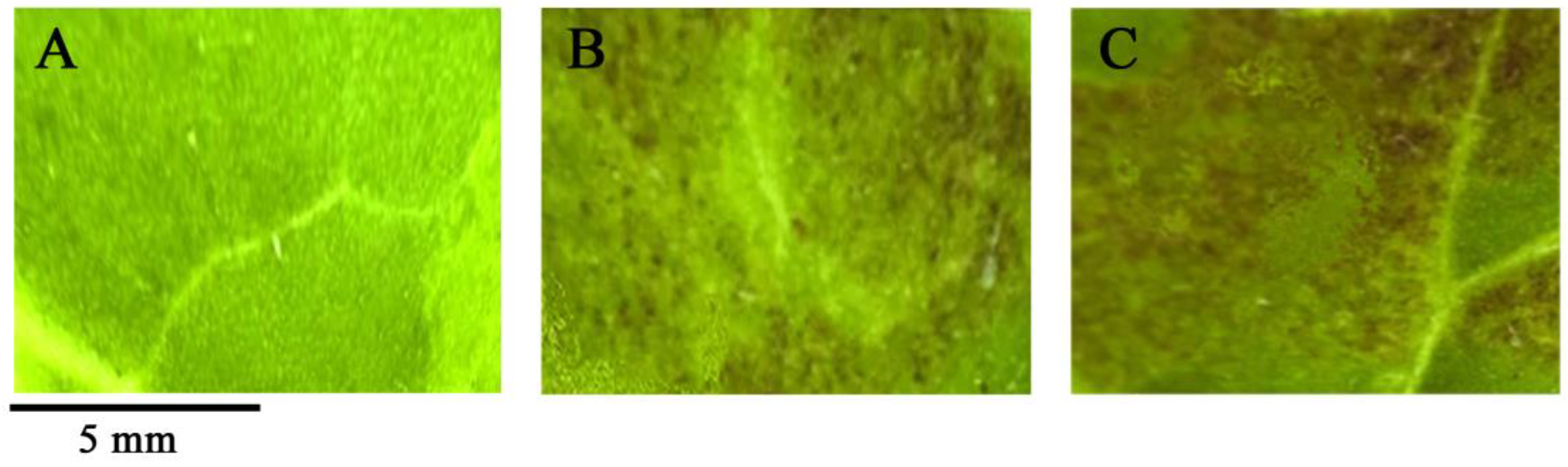 Ijms 23 12120 g006 Ijms 23 12120 g006