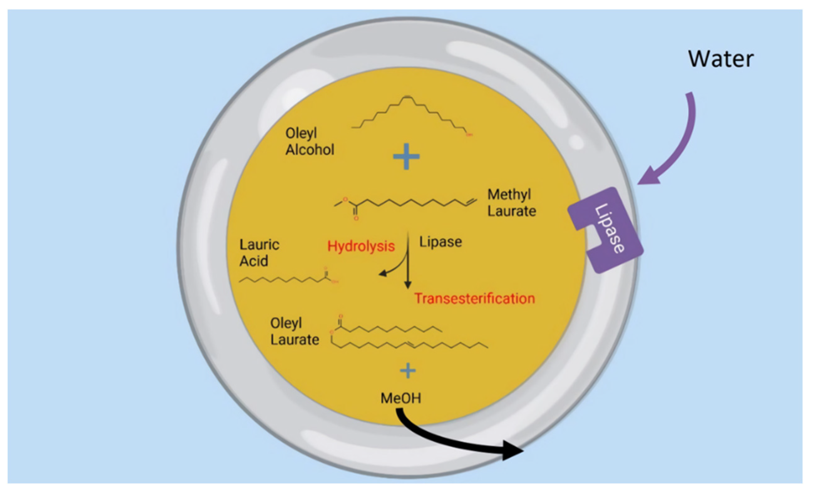 IJMS Free FullText Lipase Catalyzed Transesterification of Model