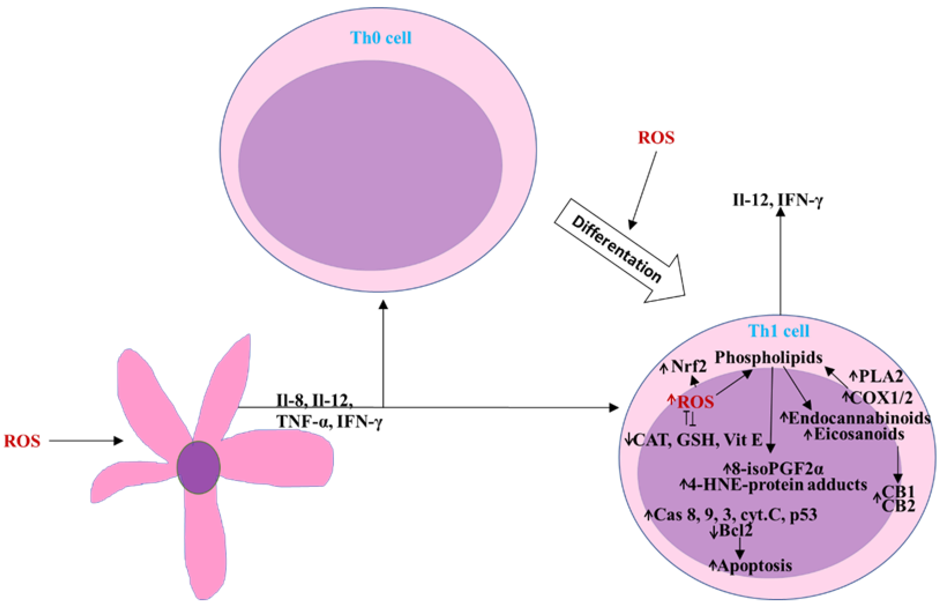 Ijms 23 12137 g003 Ijms 23 12137 g003