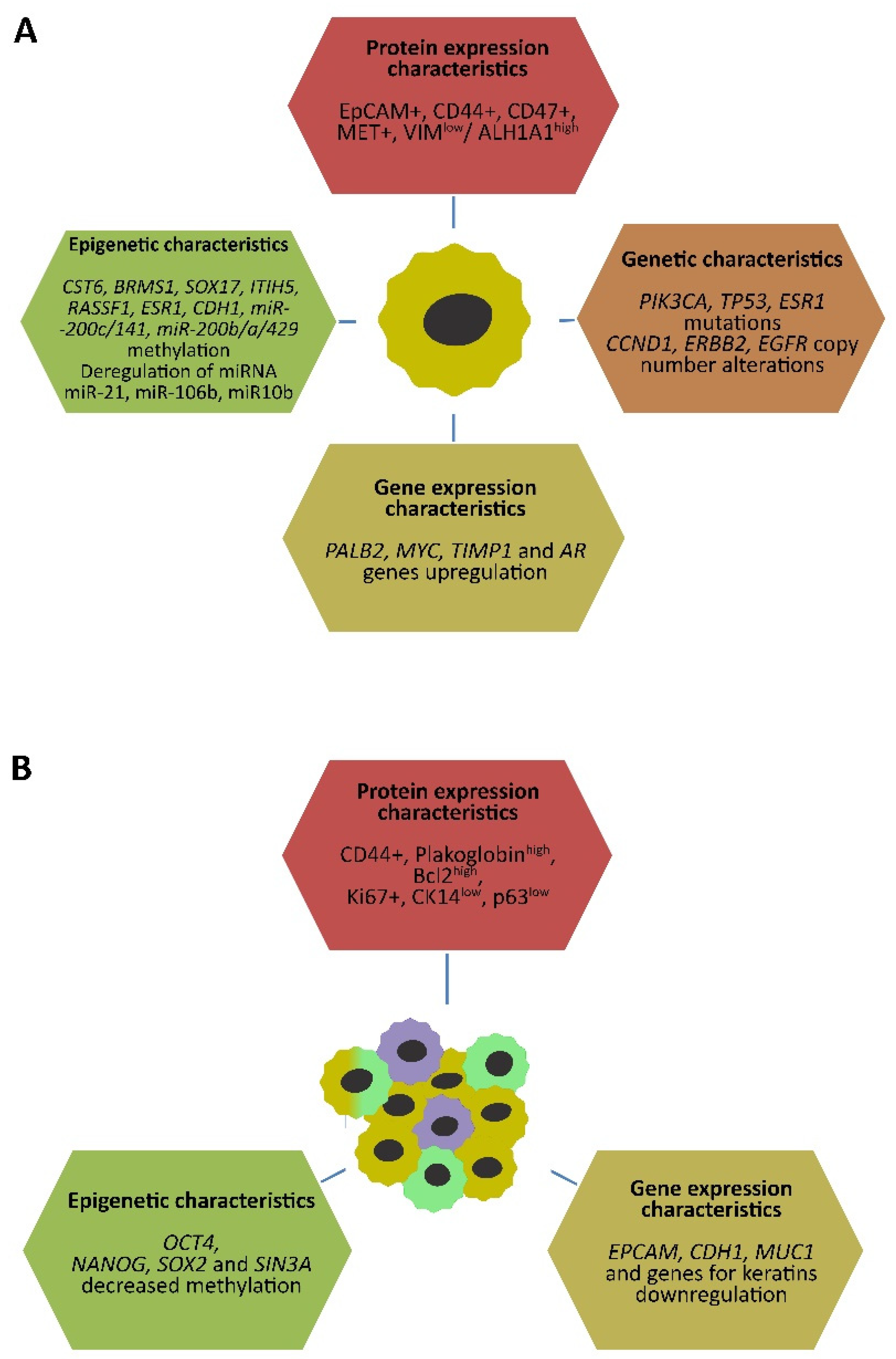 Ijms Free Full Text Clinical Relevancy Of Circulating Tumor Cells In Breast Cancer