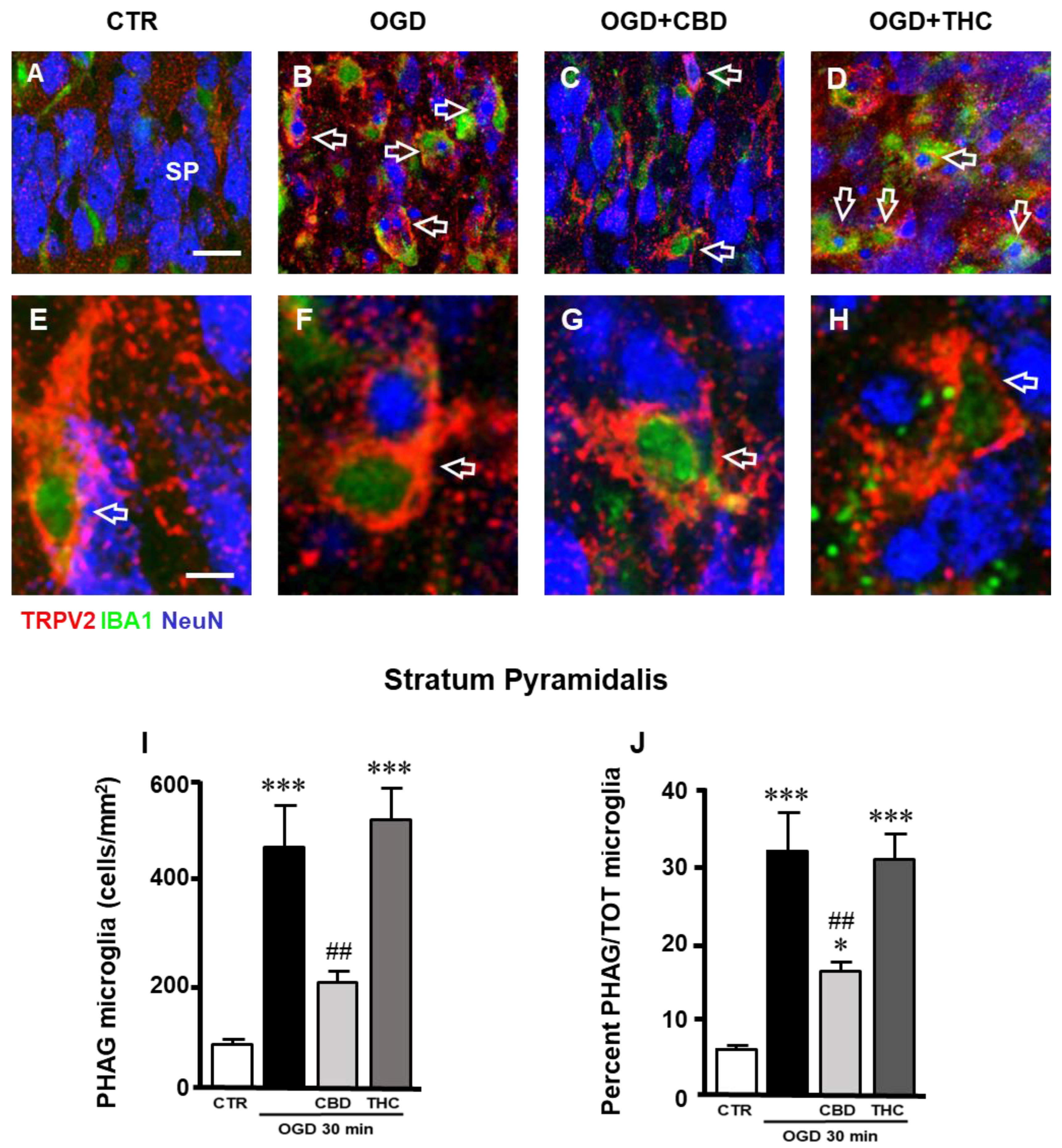 Ijms 23 12144 g003 Ijms 23 12144 g003