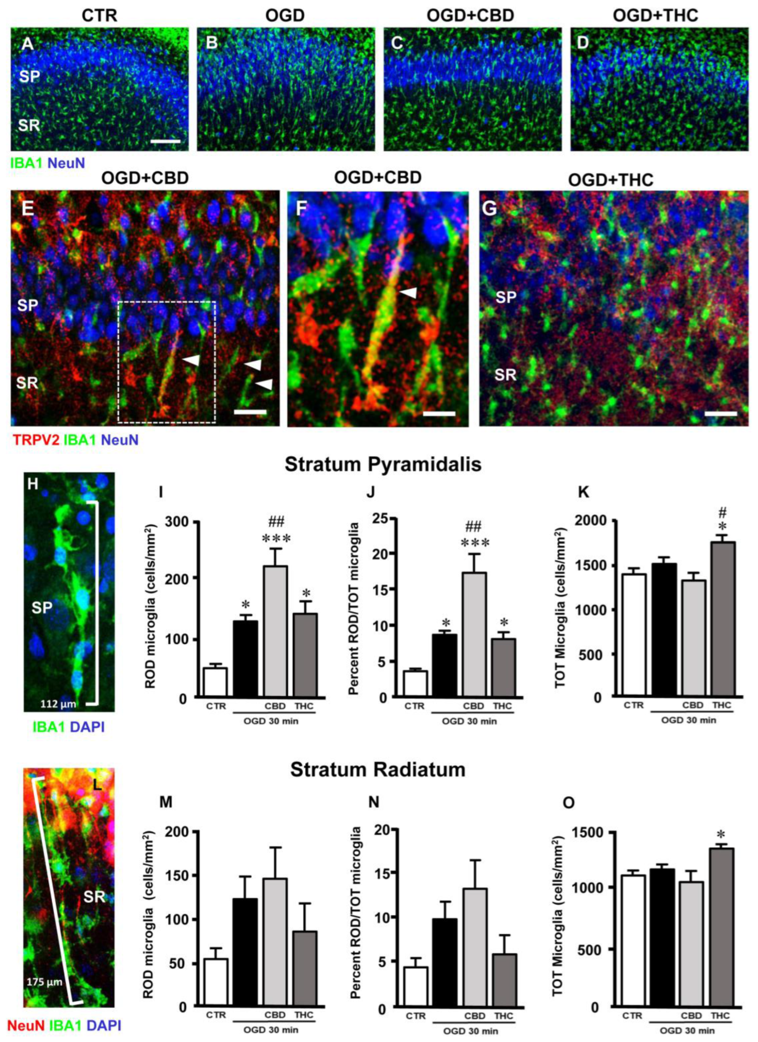 Ijms 23 12144 g004 Ijms 23 12144 g004
