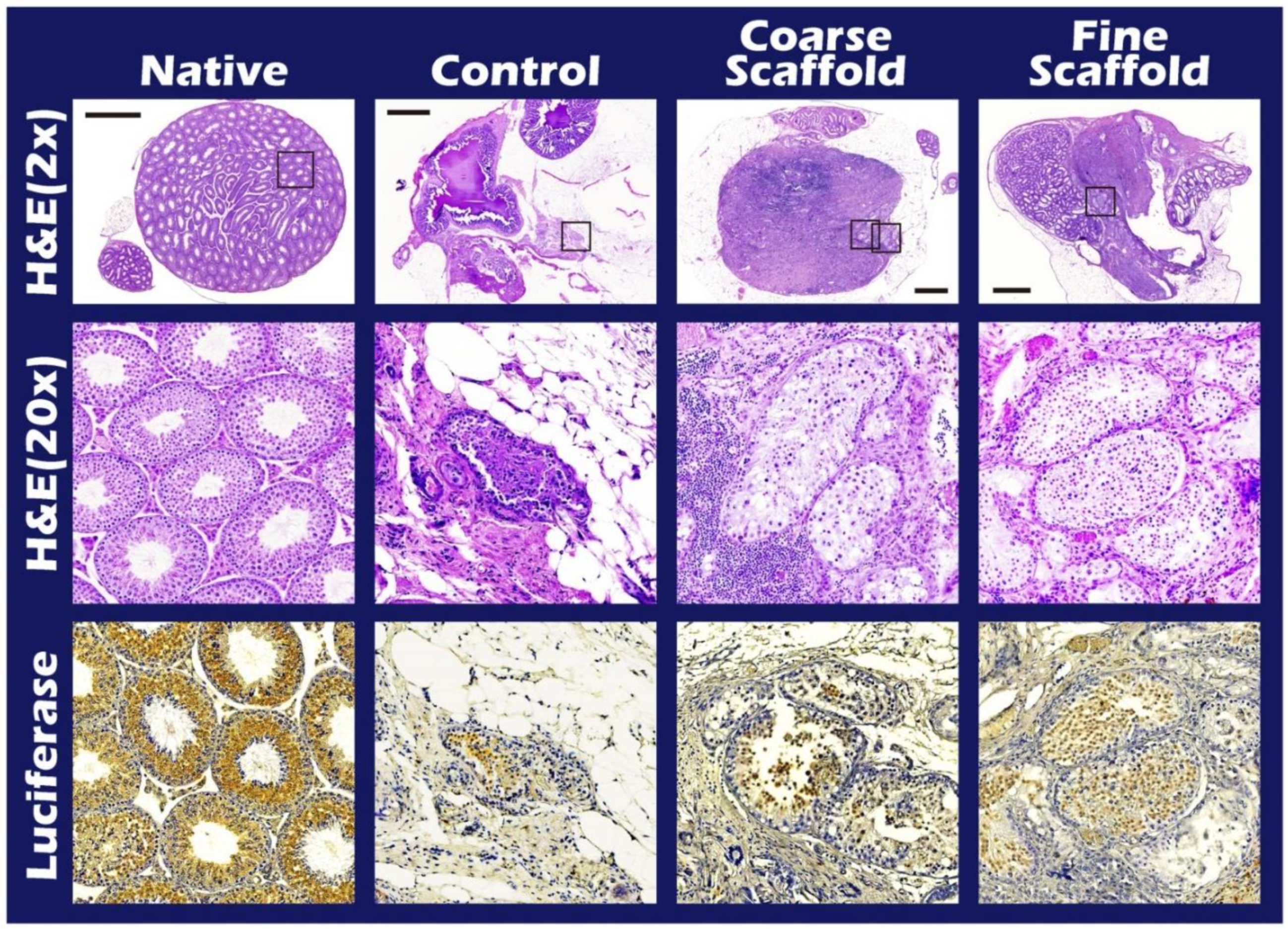 Ijms 23 12145 g006 Ijms 23 12145 g006