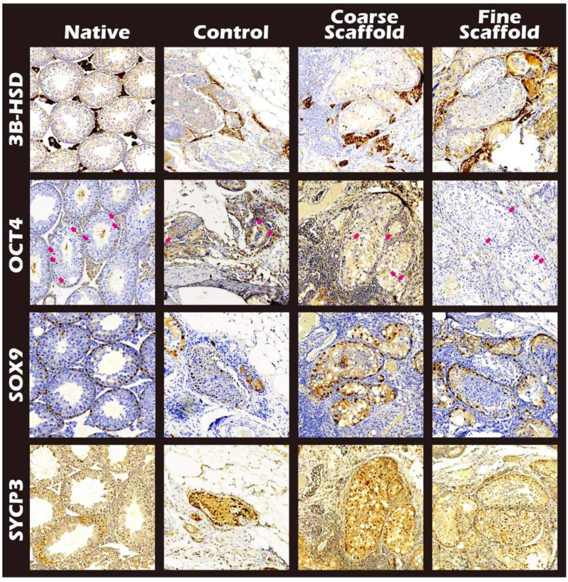 Ijms 23 12145 g007 Ijms 23 12145 g007