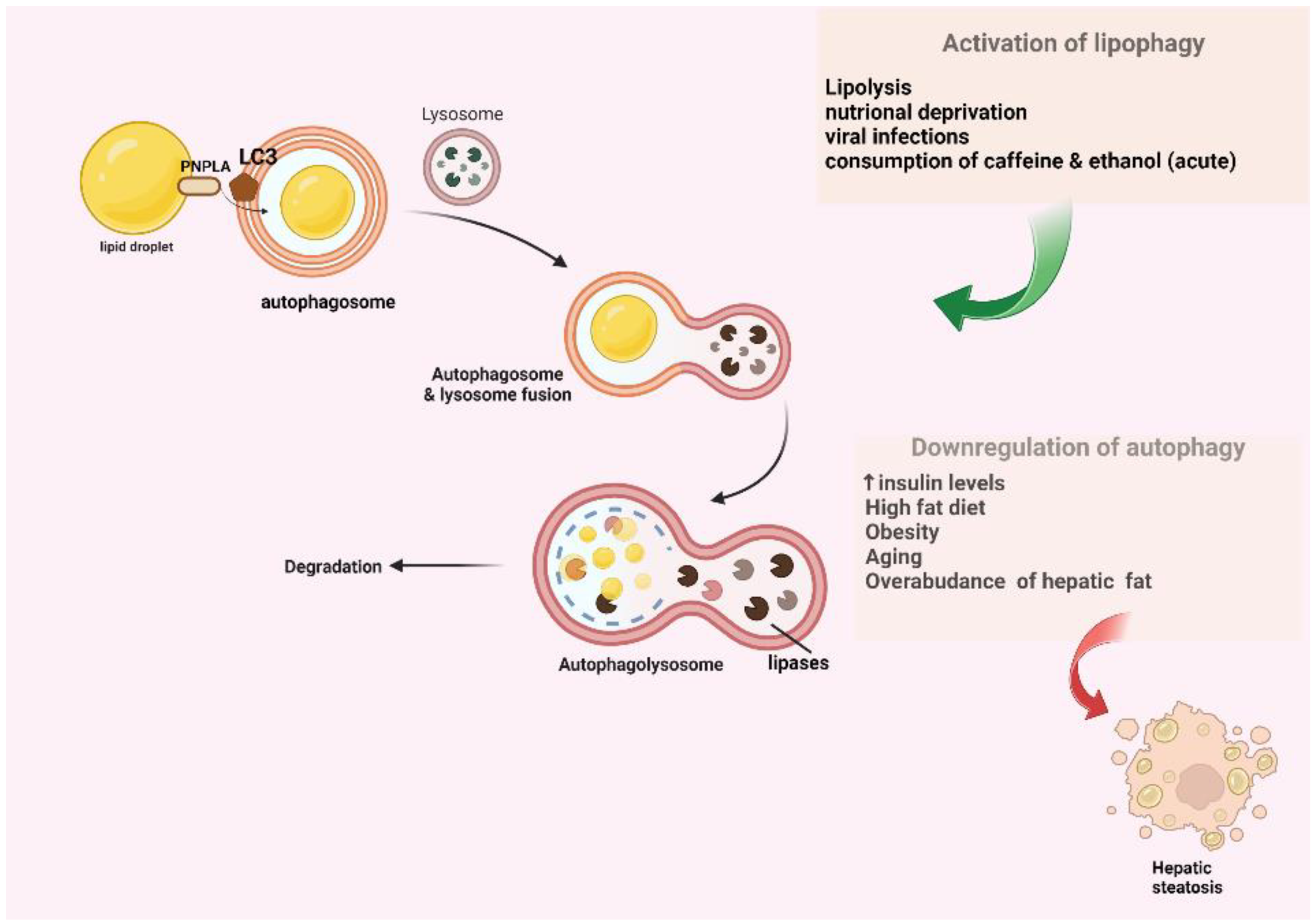 Ijms 23 12185 g002 Ijms 23 12185 g002