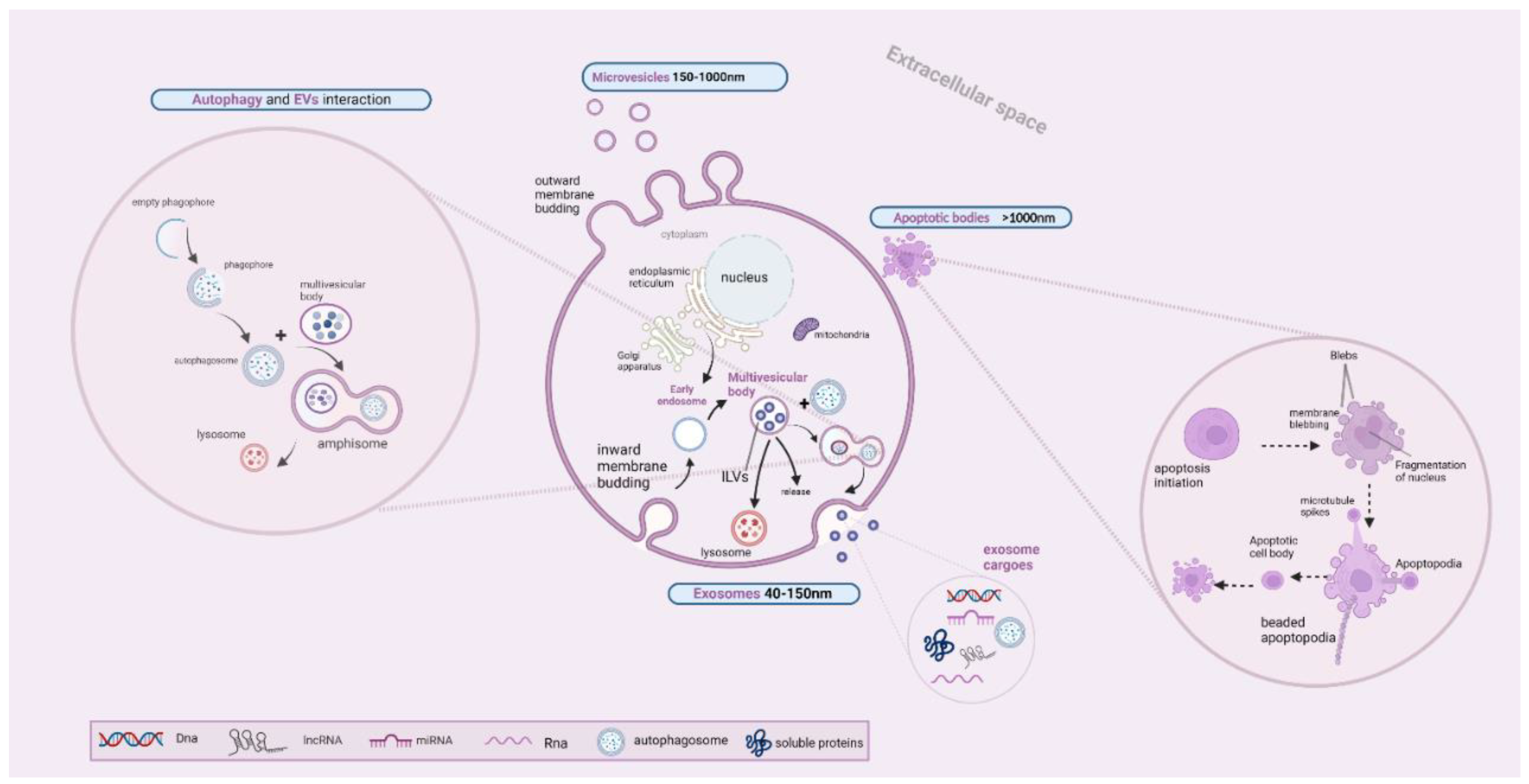 Ijms 23 12185 g003 Ijms 23 12185 g003