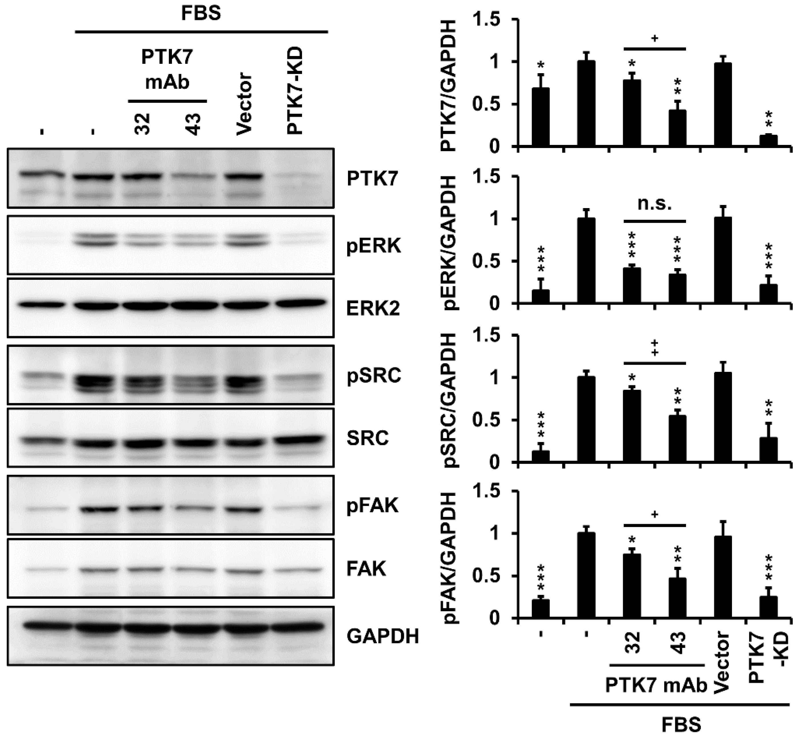 IJMS | Free Full-Text | Anti-PTK7 Monoclonal Antibodies Exhibit 