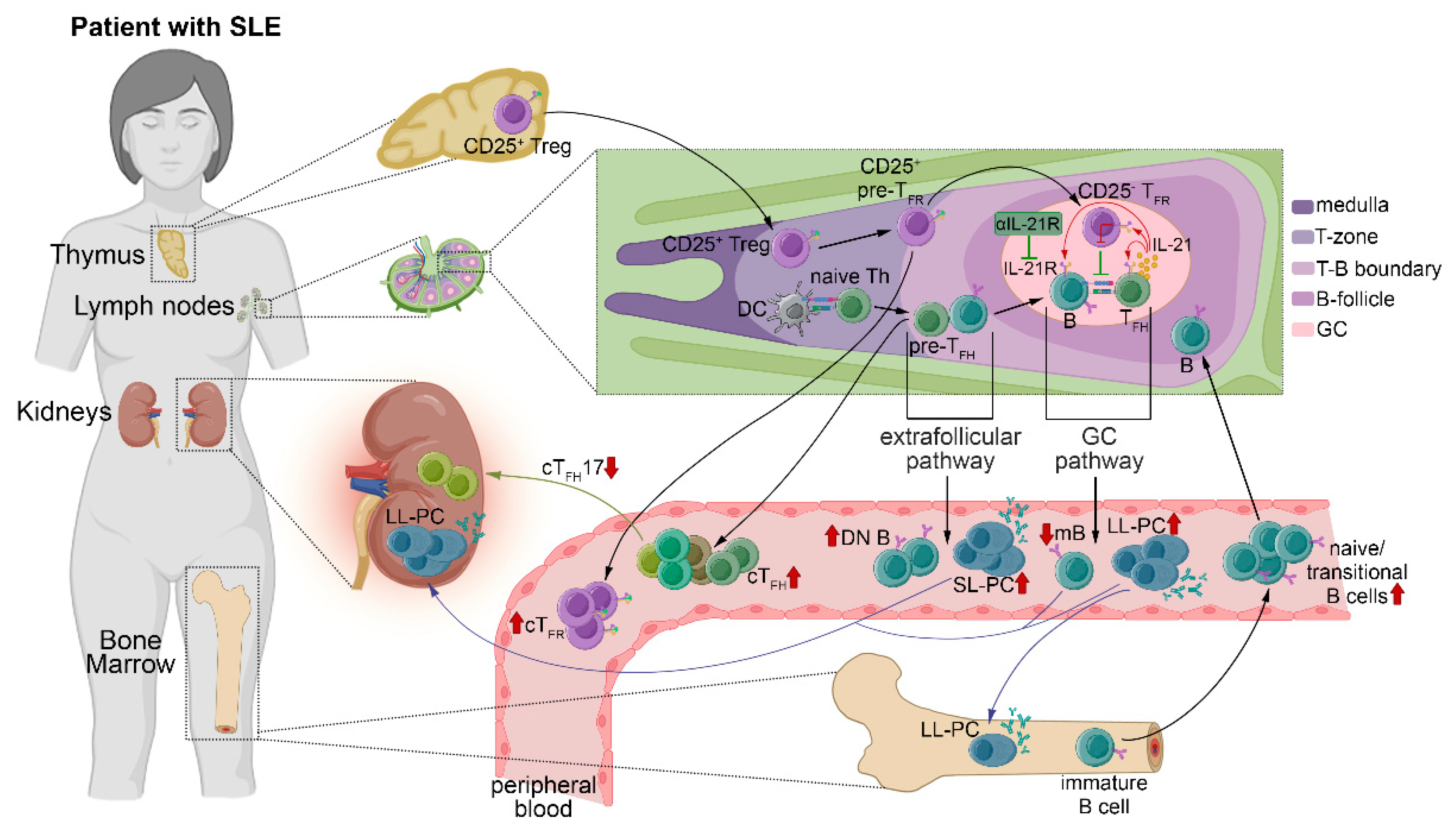 Ijms 23 12209 g005 Ijms 23 12209 g005