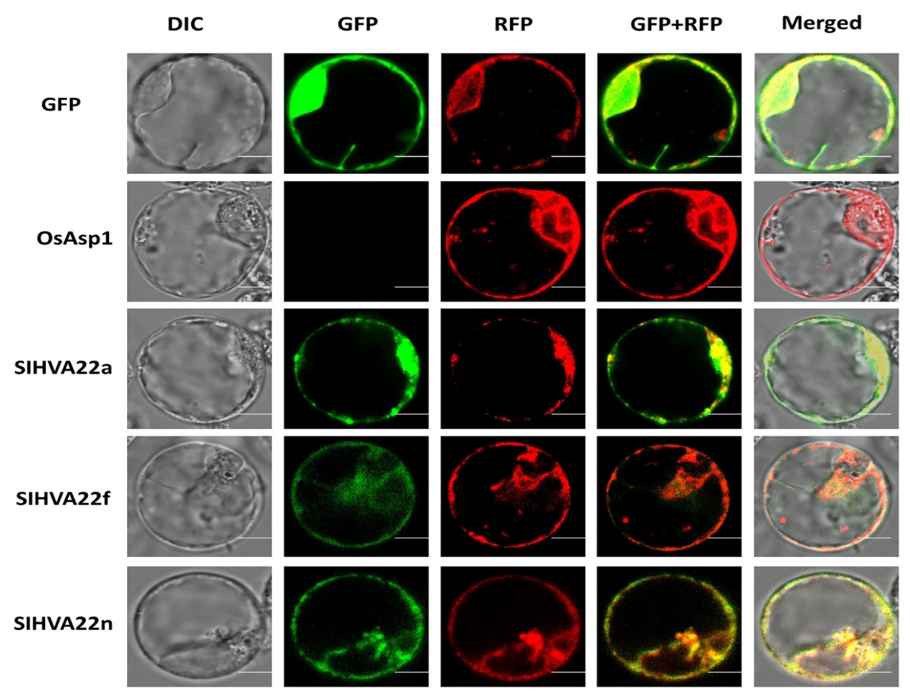 Ijms 23 12222 g007 Ijms 23 12222 g007
