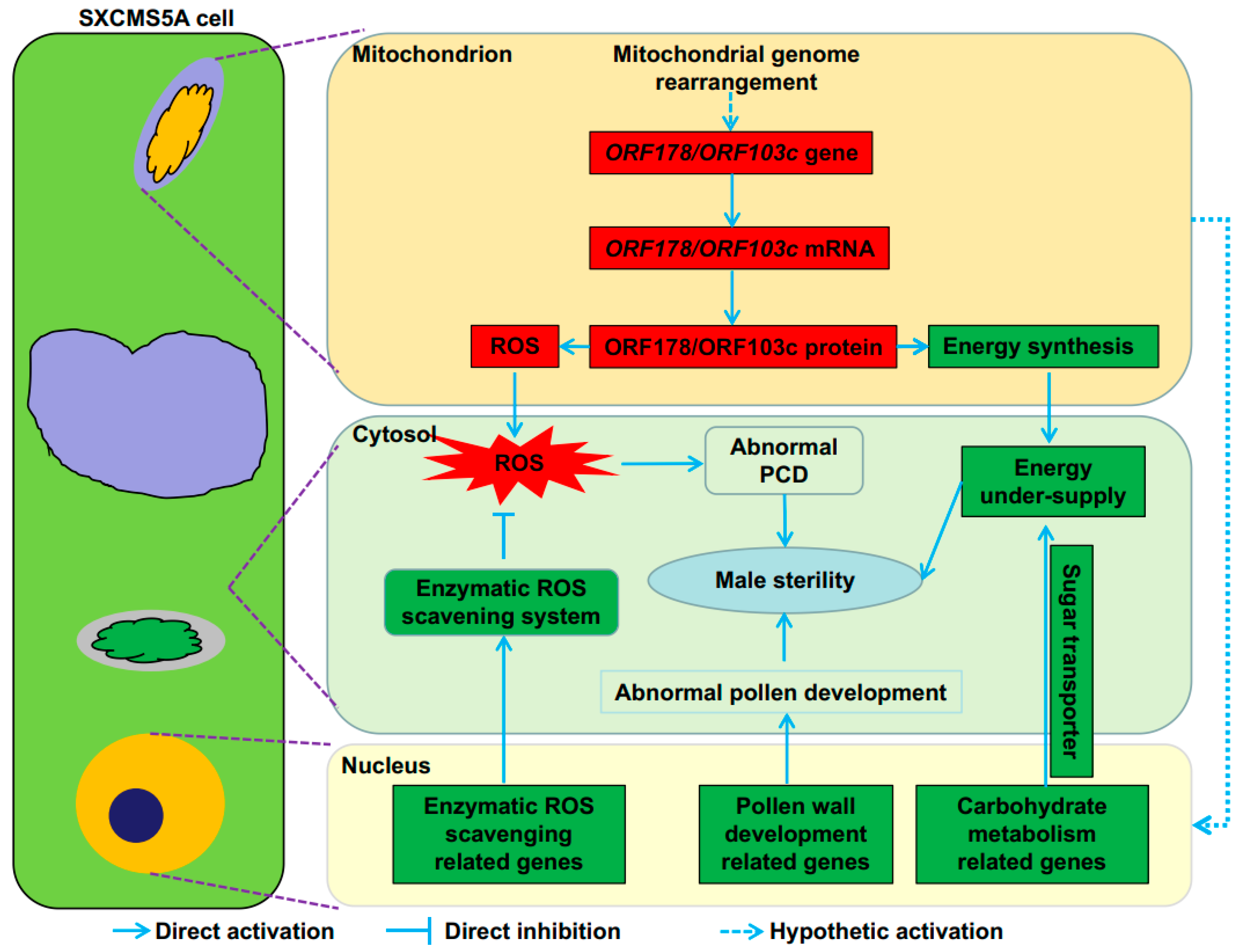 Ijms 23 12227 g009 Ijms 23 12227 g009