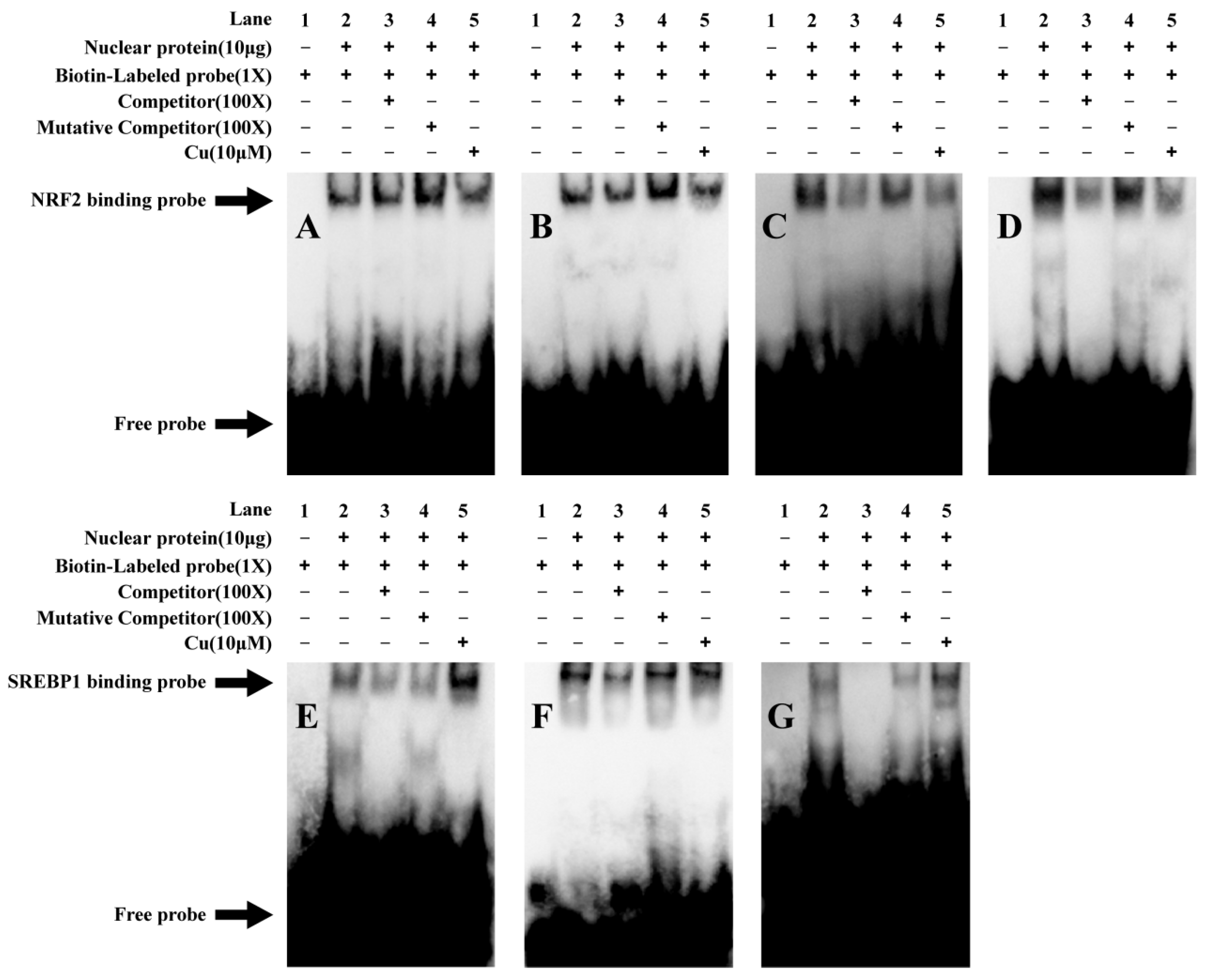 Ijms 23 12243 g004 Ijms 23 12243 g004
