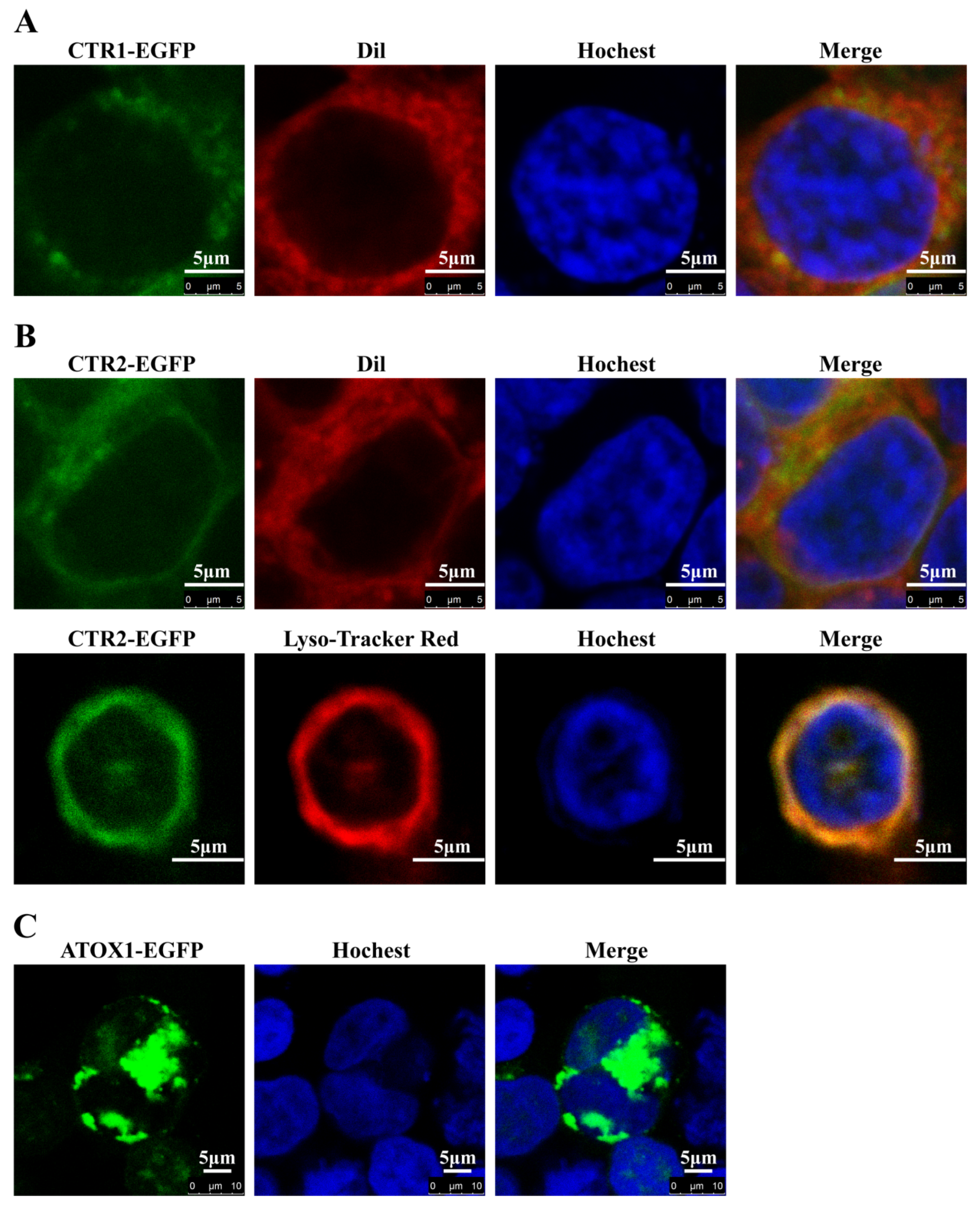 Ijms 23 12243 g006 Ijms 23 12243 g006