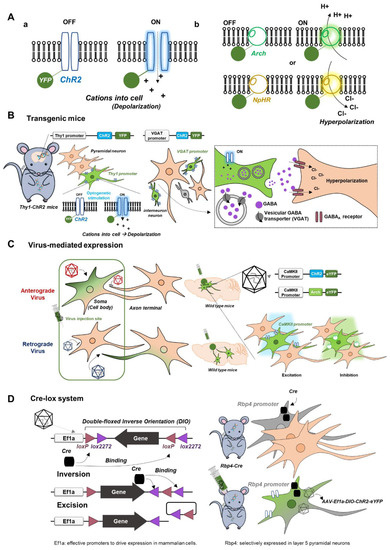 Electrical recording during optogenetic inhibition of