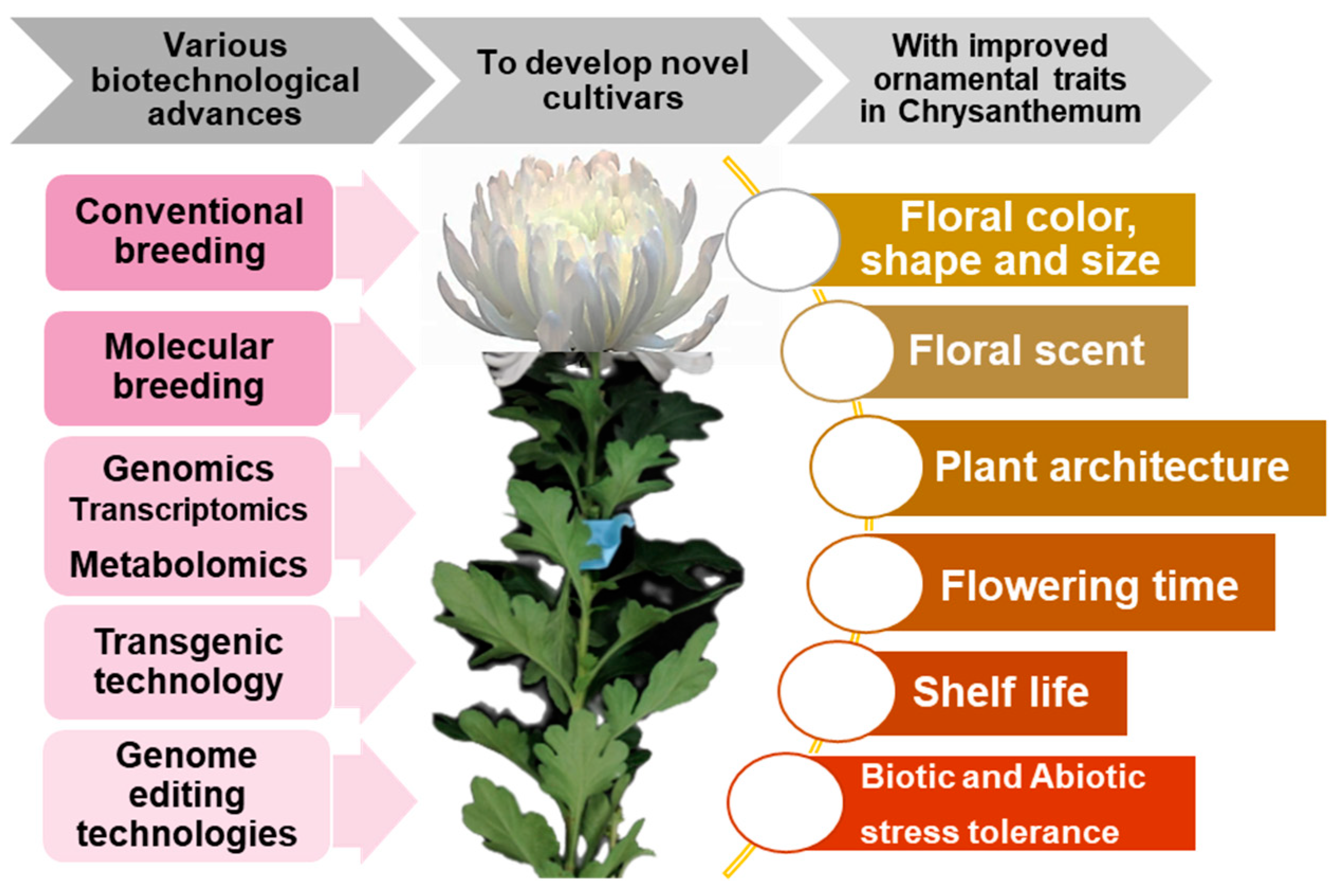 Chrysanthemum, Description, Types, Uses, & Taxonomy