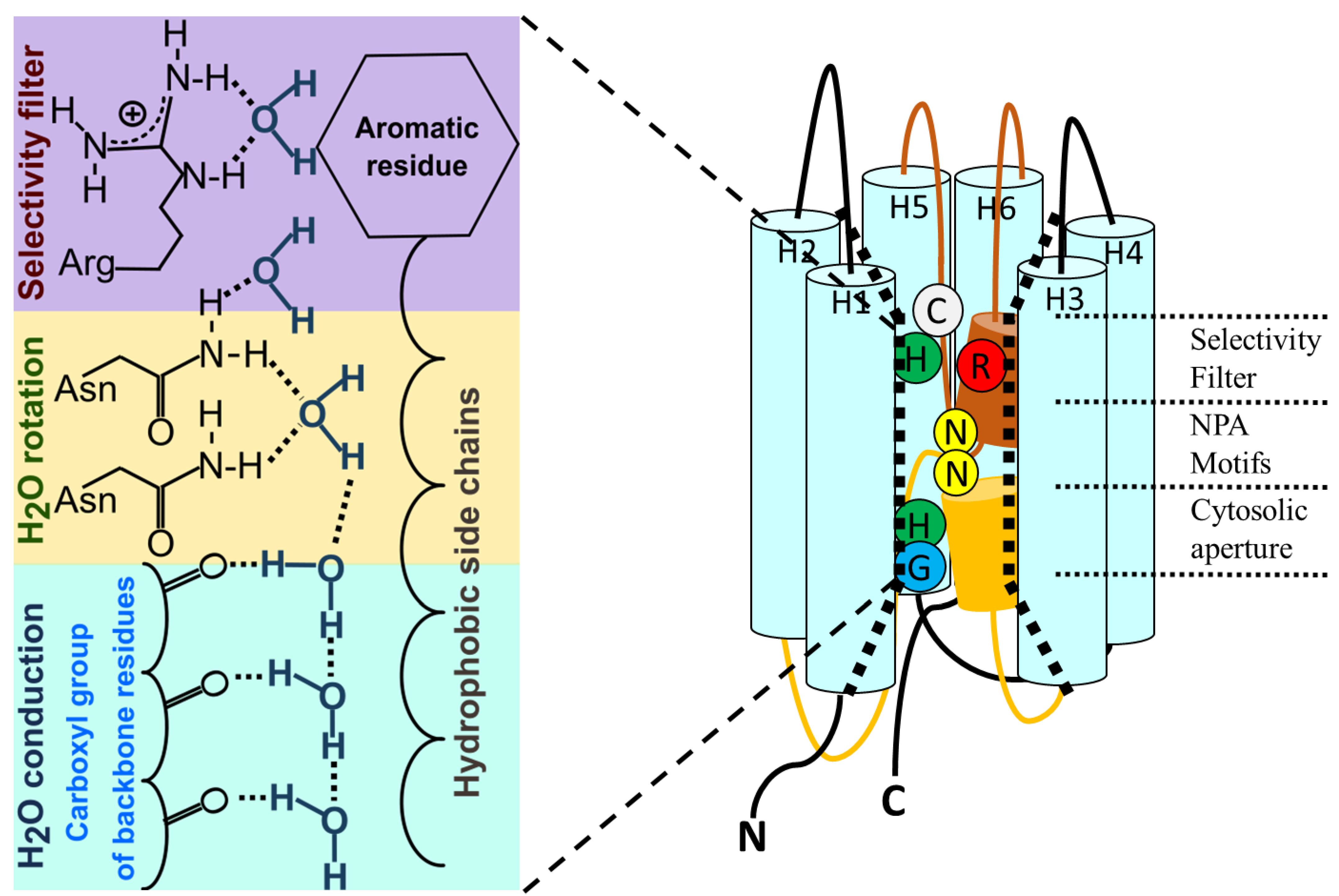 IJMS | Free Full-Text | Aquaporin Gating: A New Twist to Unravel Permeation  through Water Channels