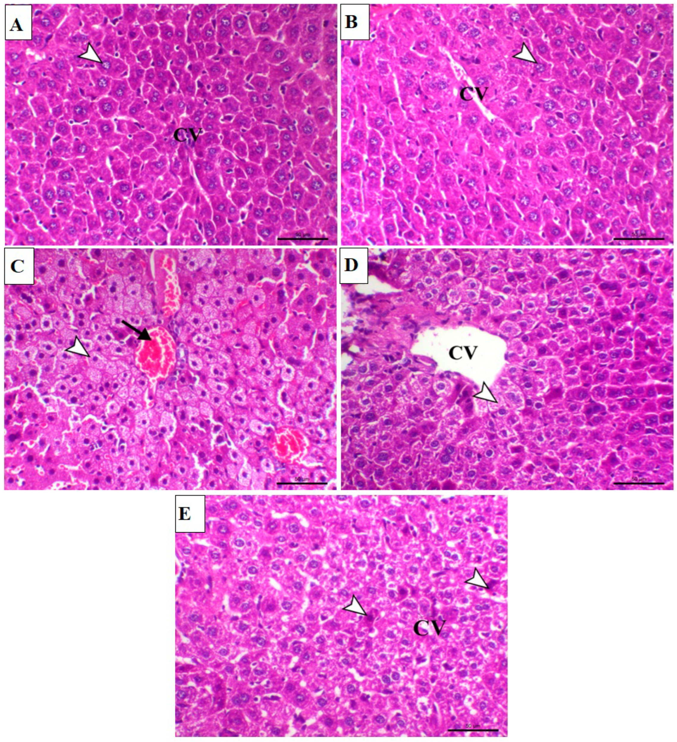 Ijms 23 12334 g002 Ijms 23 12334 g002