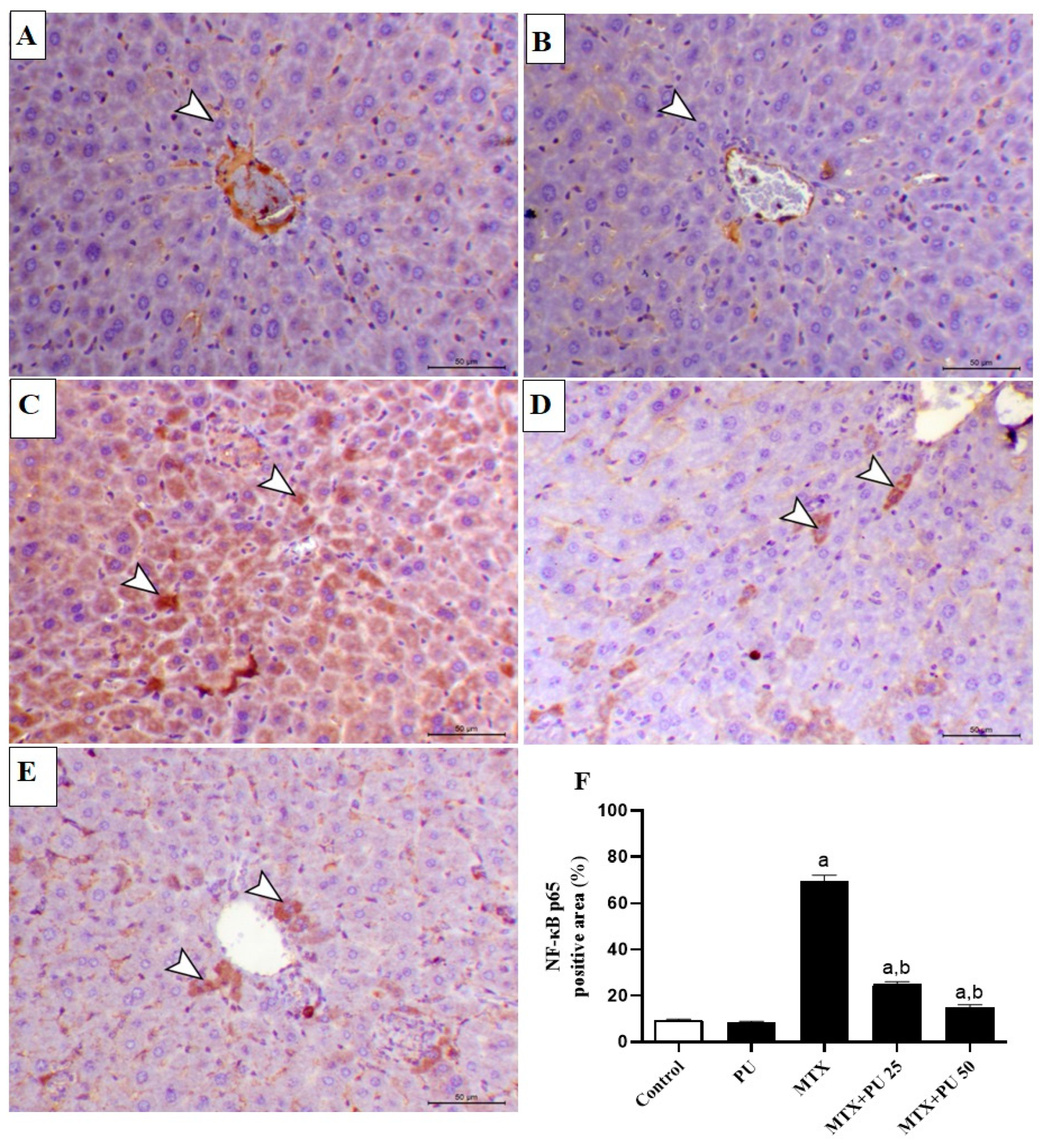 Ijms 23 12334 g004 Ijms 23 12334 g004