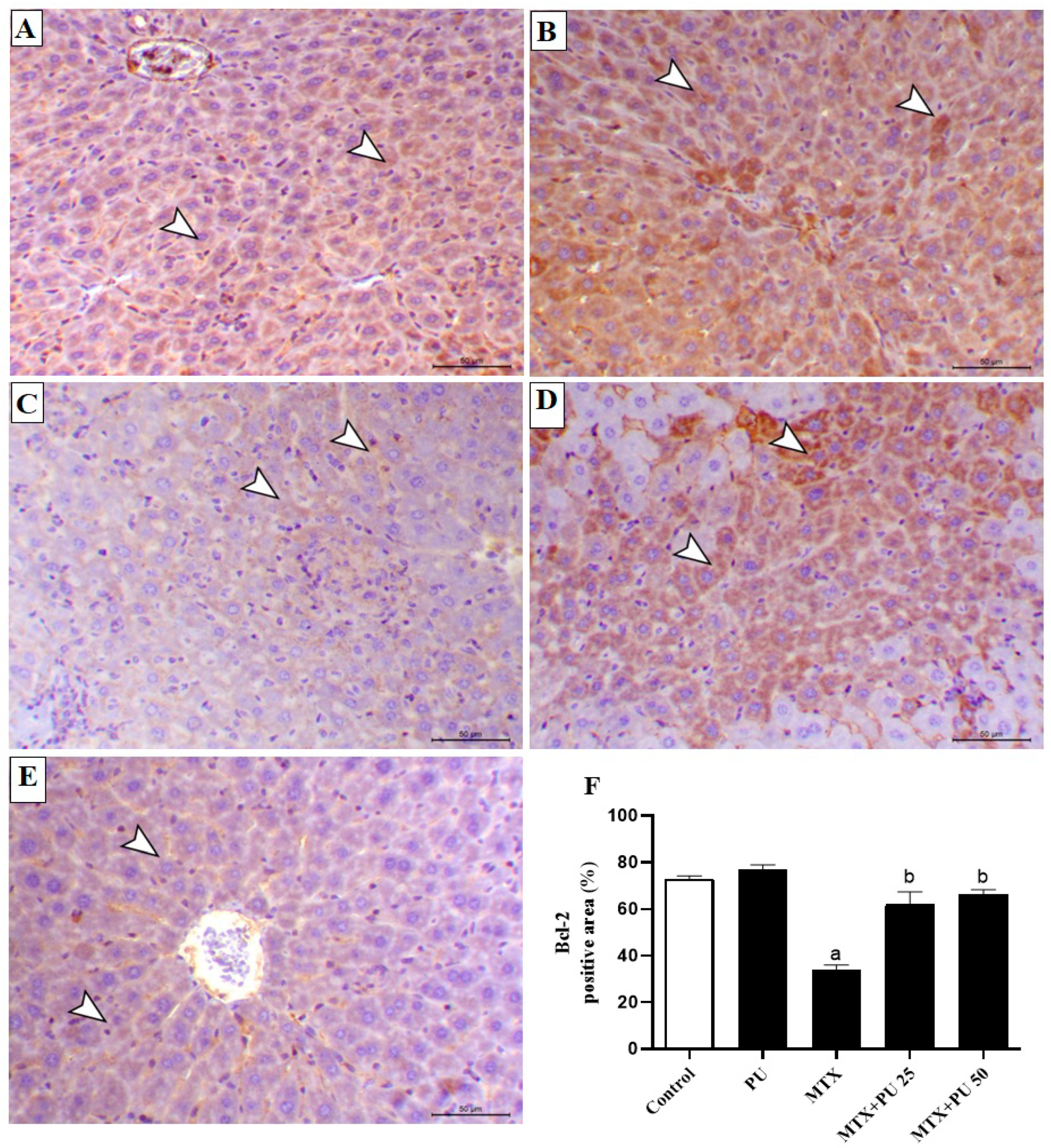 Ijms 23 12334 g006 Ijms 23 12334 g006