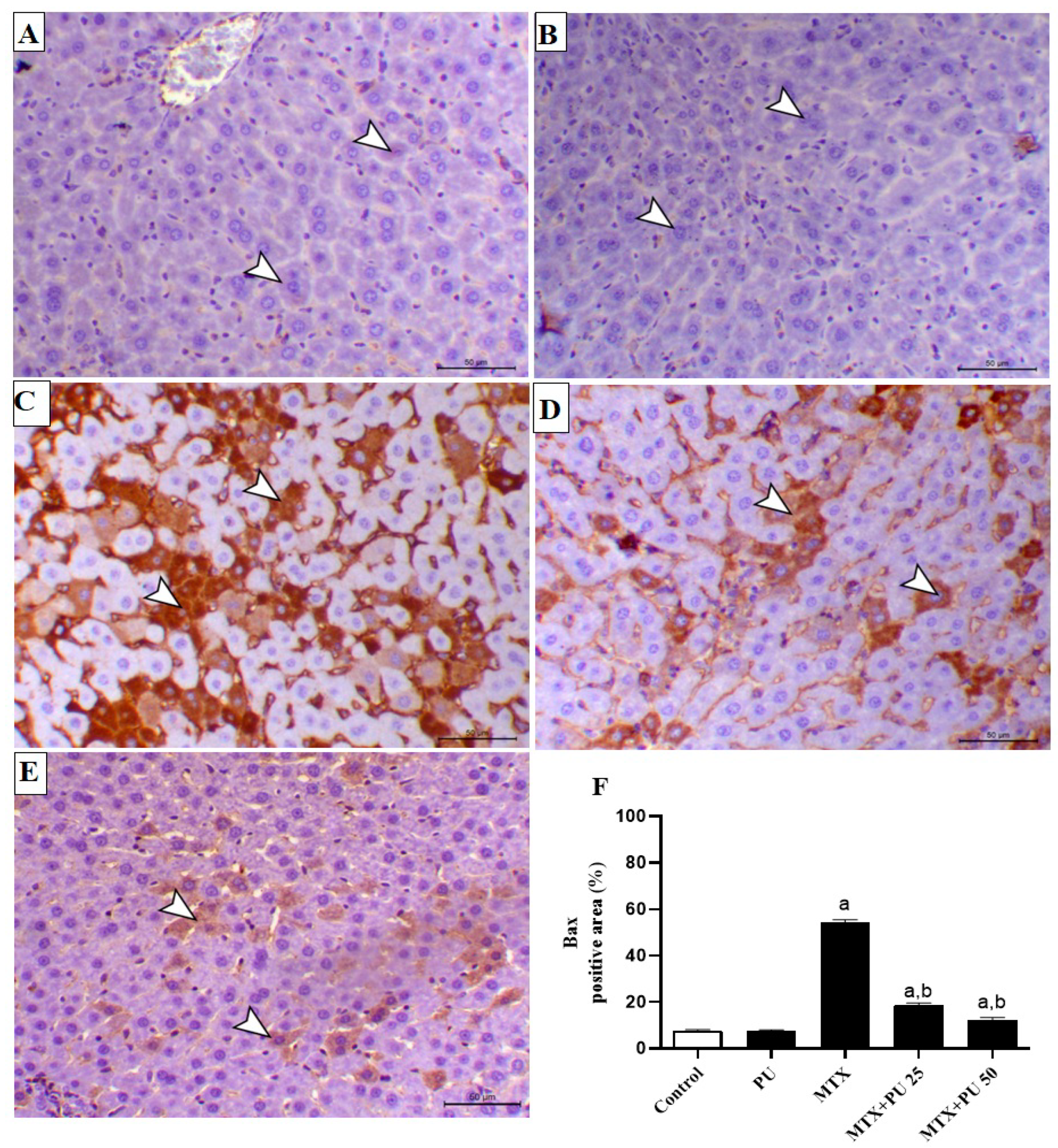 Ijms 23 12334 g007 Ijms 23 12334 g007