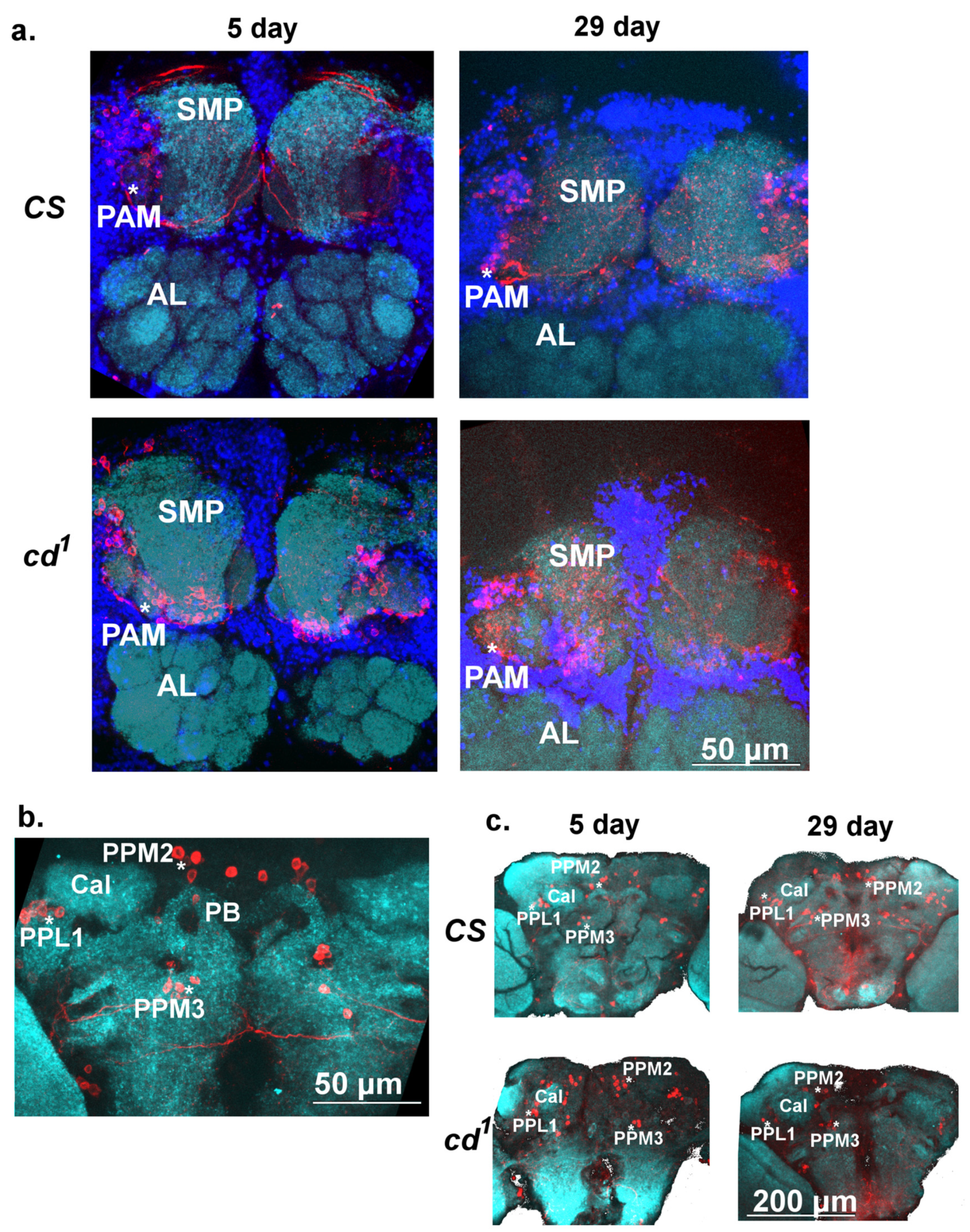 Ijms 23 12356 g007 Ijms 23 12356 g007