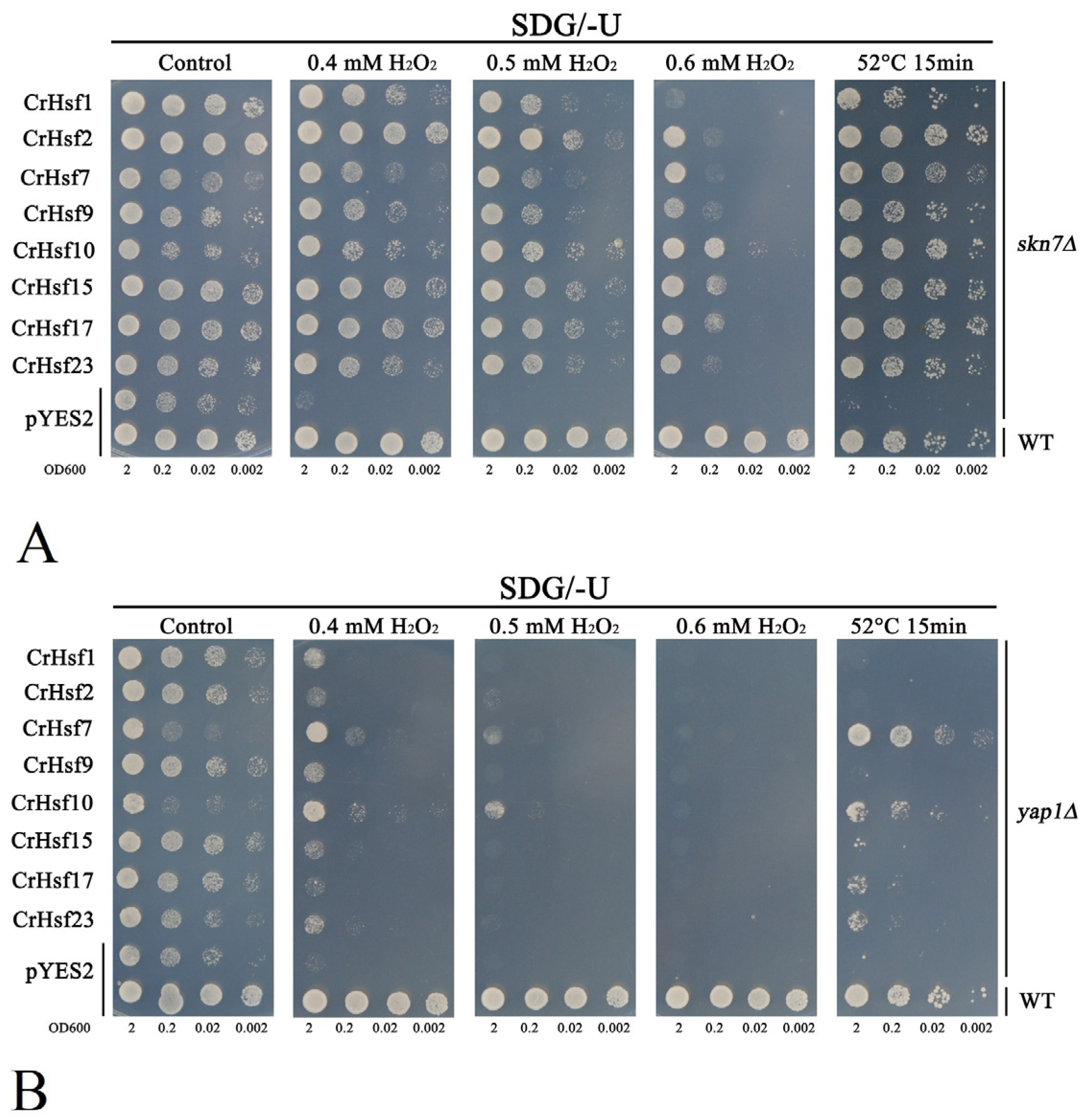 Ijms 23 12357 g011 Ijms 23 12357 g011