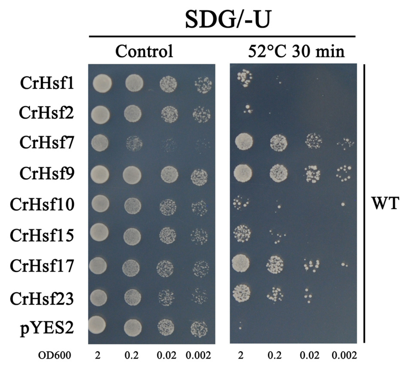 Ijms 23 12357 g012 Ijms 23 12357 g012