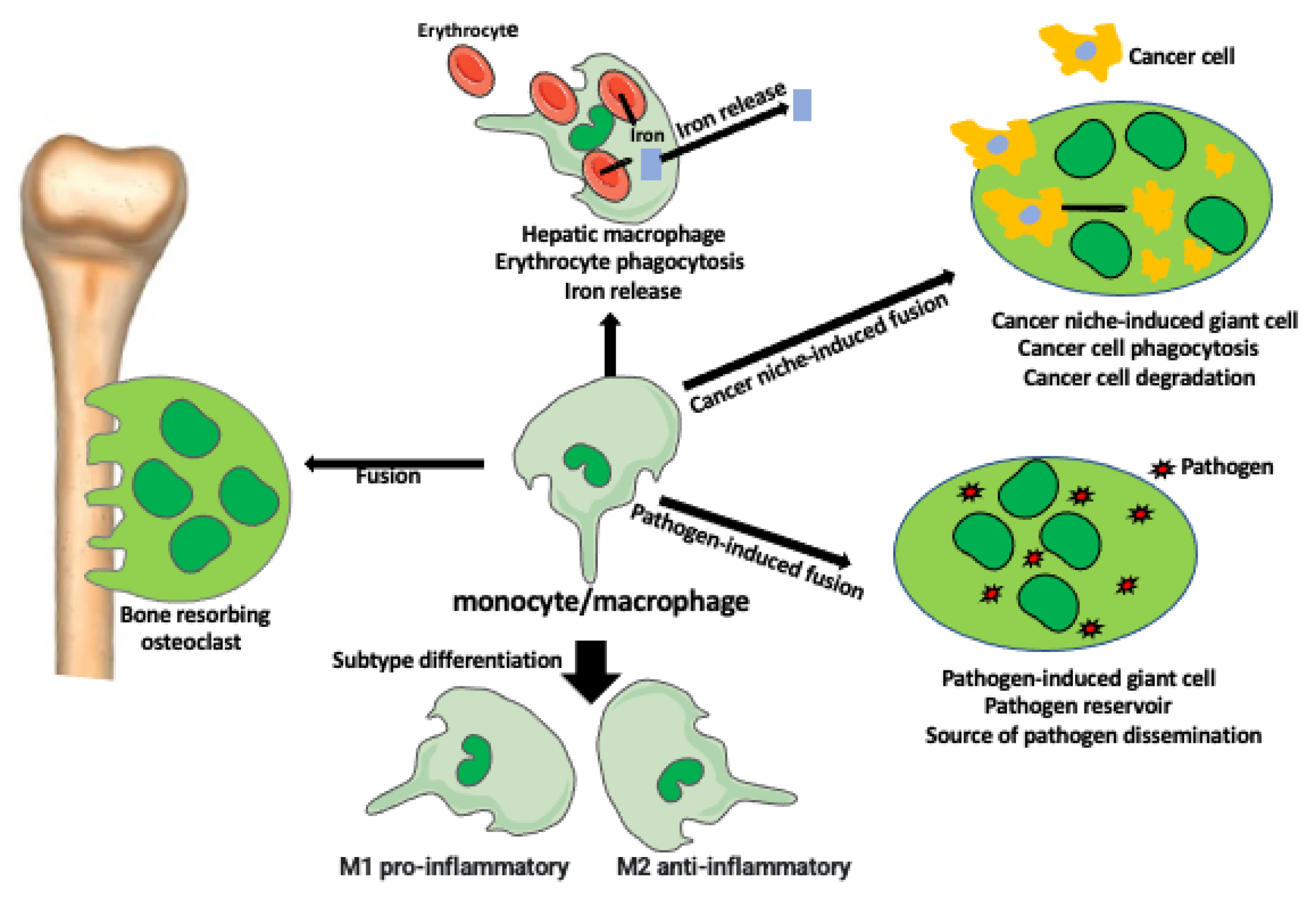 macrophages function