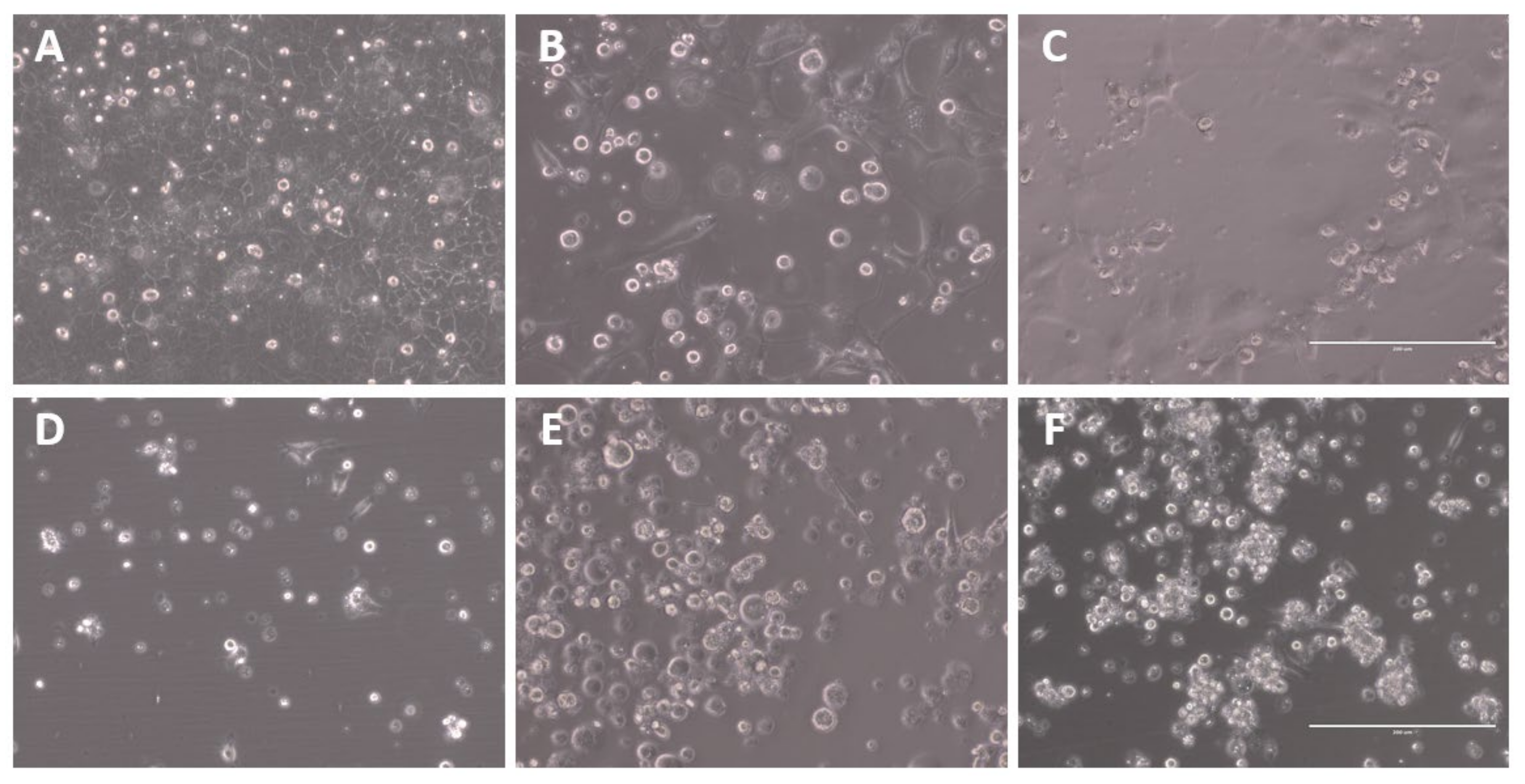 Ijms 23 12408 g001 Ijms 23 12408 g001