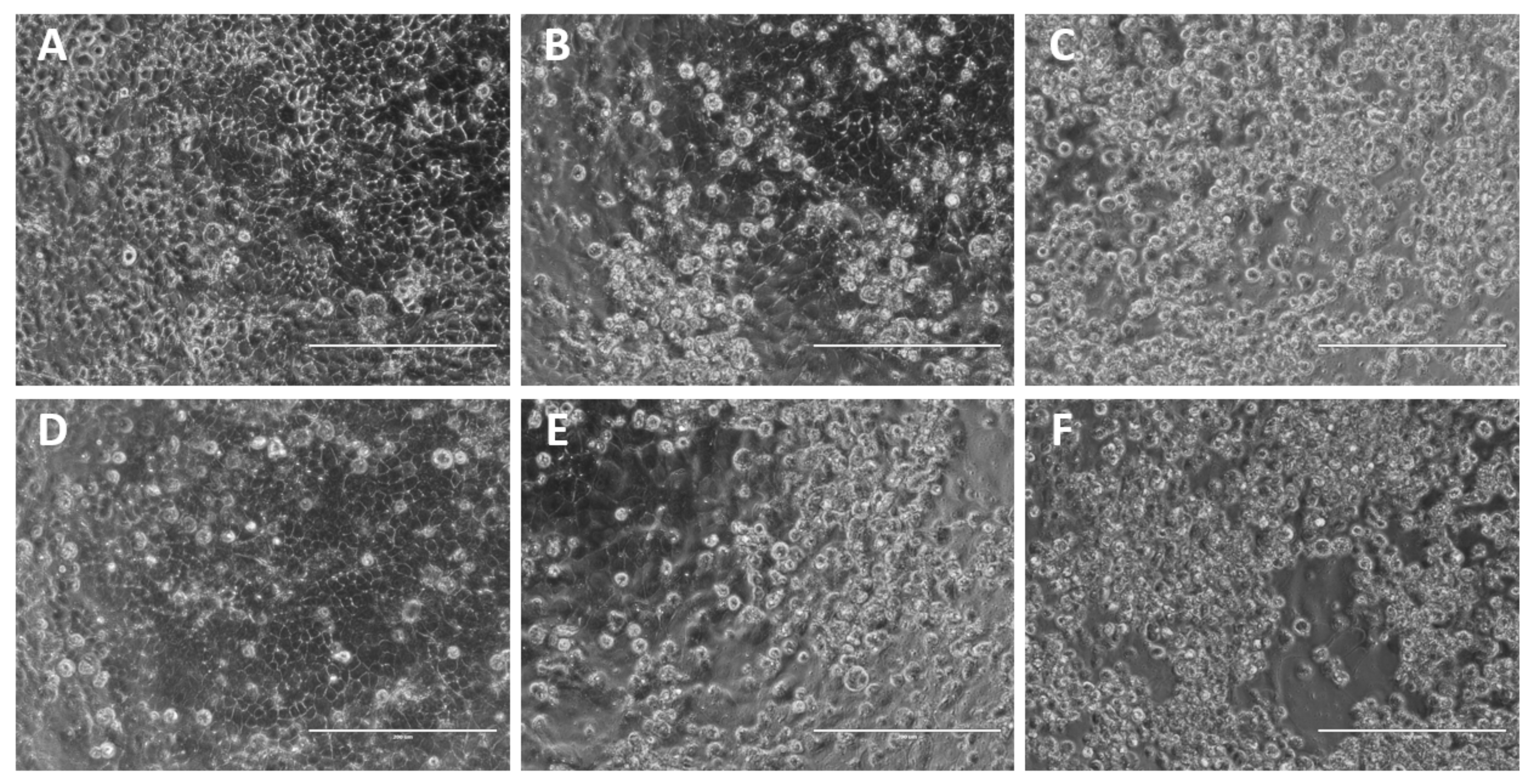 Ijms 23 12408 g009 Ijms 23 12408 g009