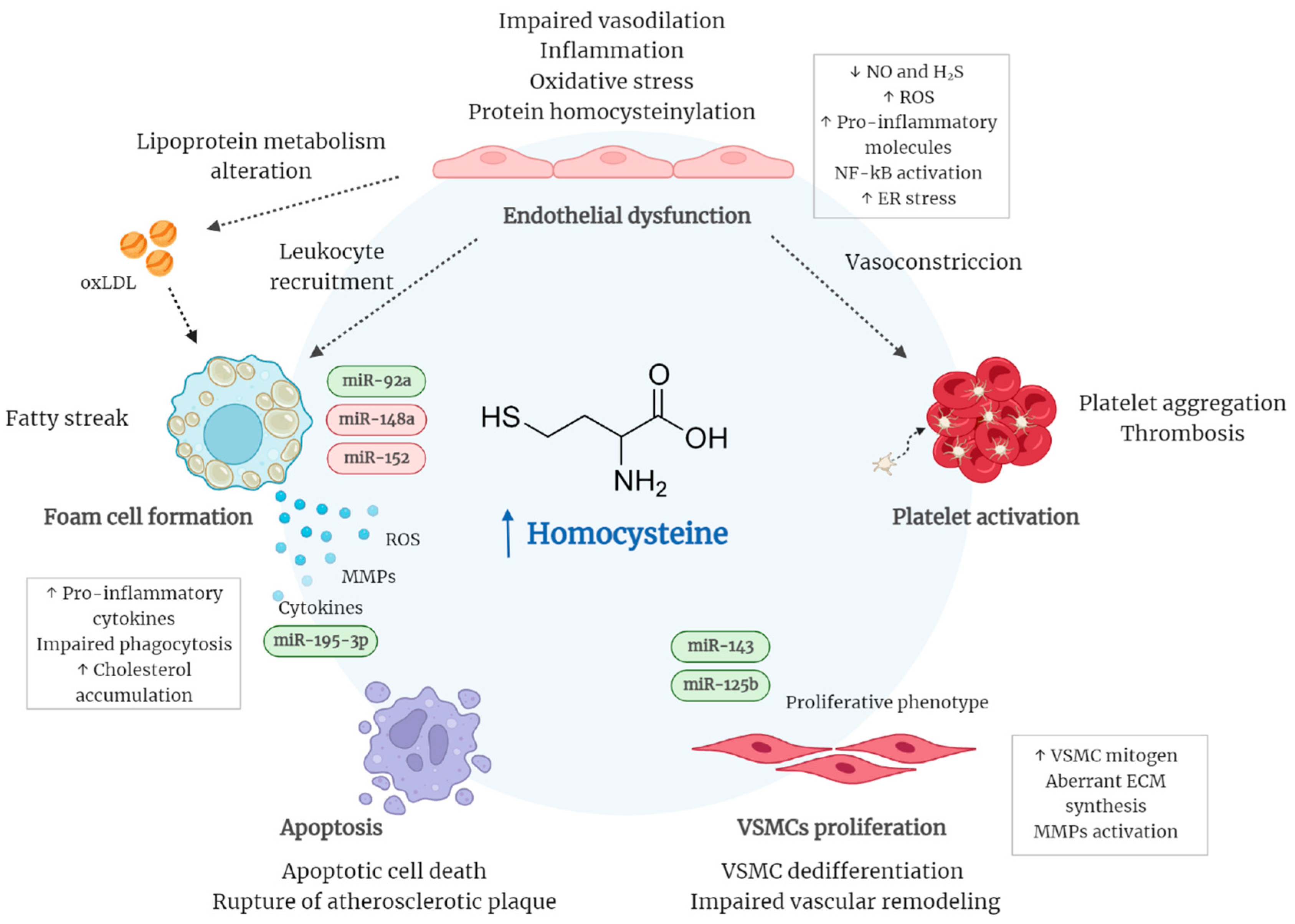 IJMS | Free Full-Text | Epigenetic Regulation by microRNAs in 