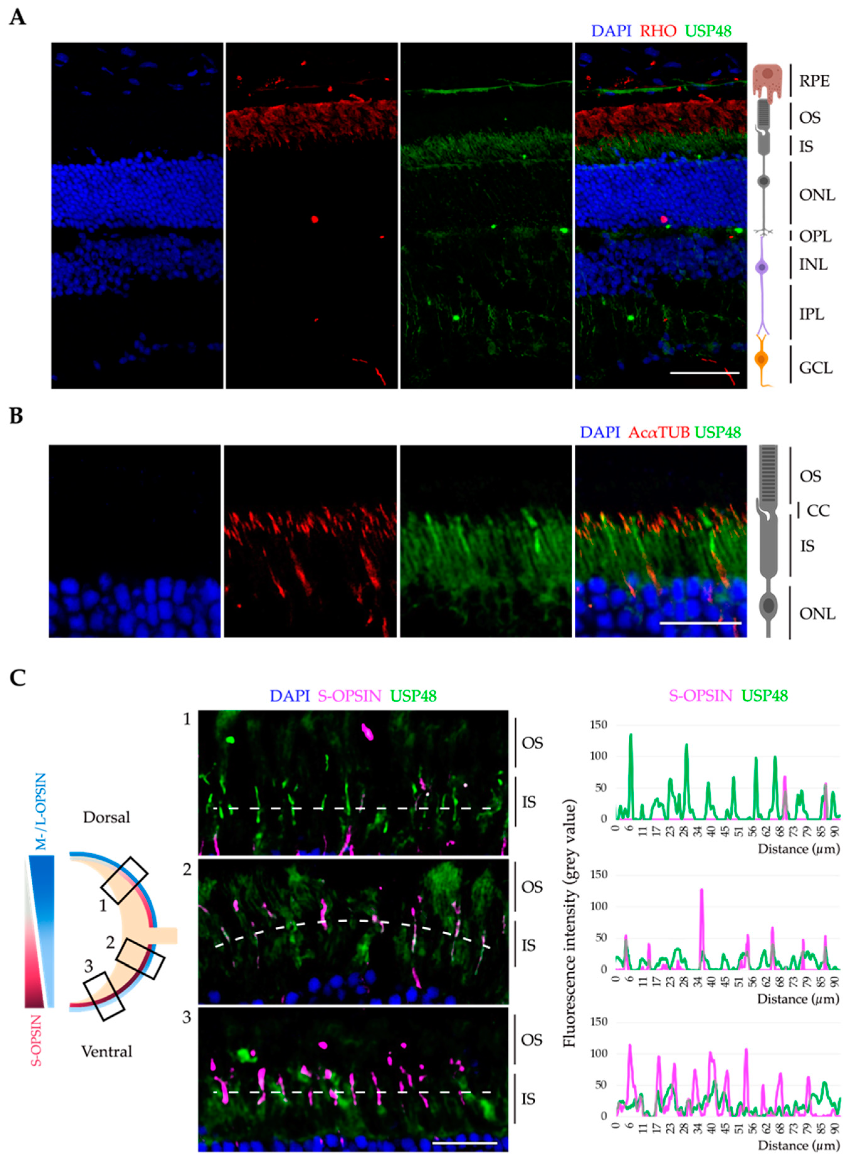 IJMS | Free Full-Text | The Deubiquitinating Enzyme USP48 Interacts with  the Retinal Degeneration-Associated Proteins UNC119a and ARL3