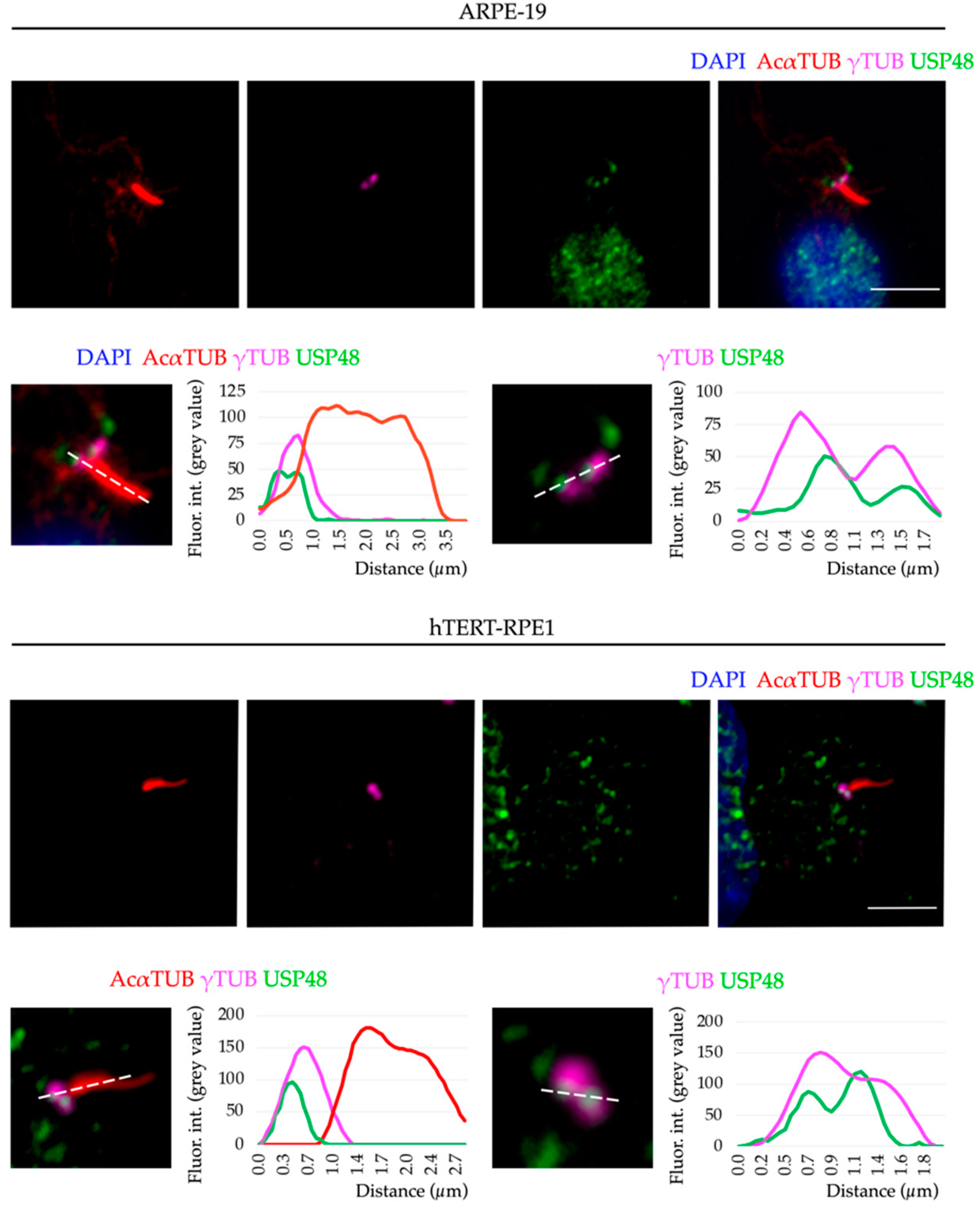 Ijms 23 12527 g002 Ijms 23 12527 g002