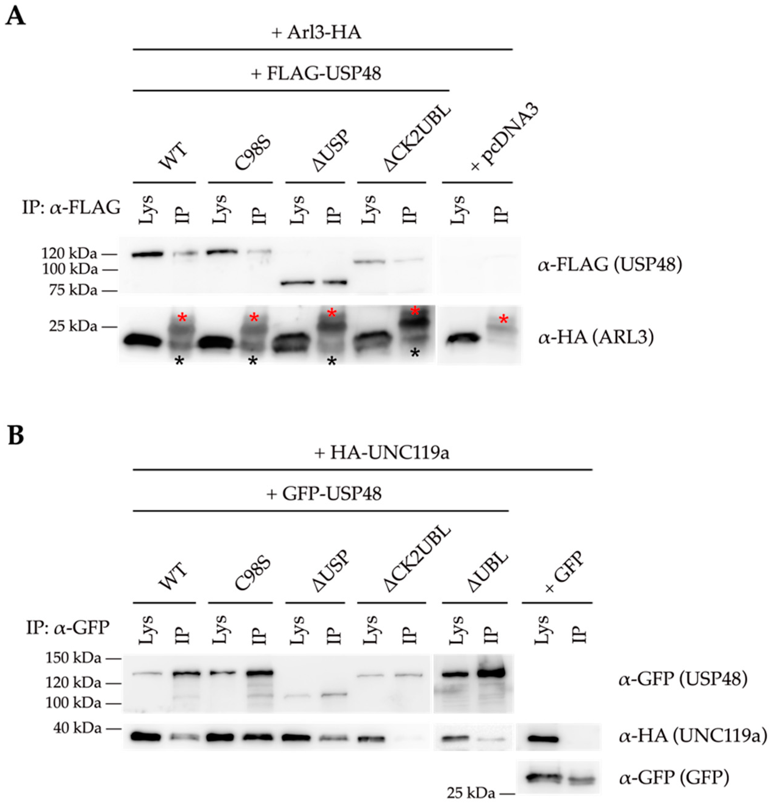 Ijms 23 12527 g007 Ijms 23 12527 g007