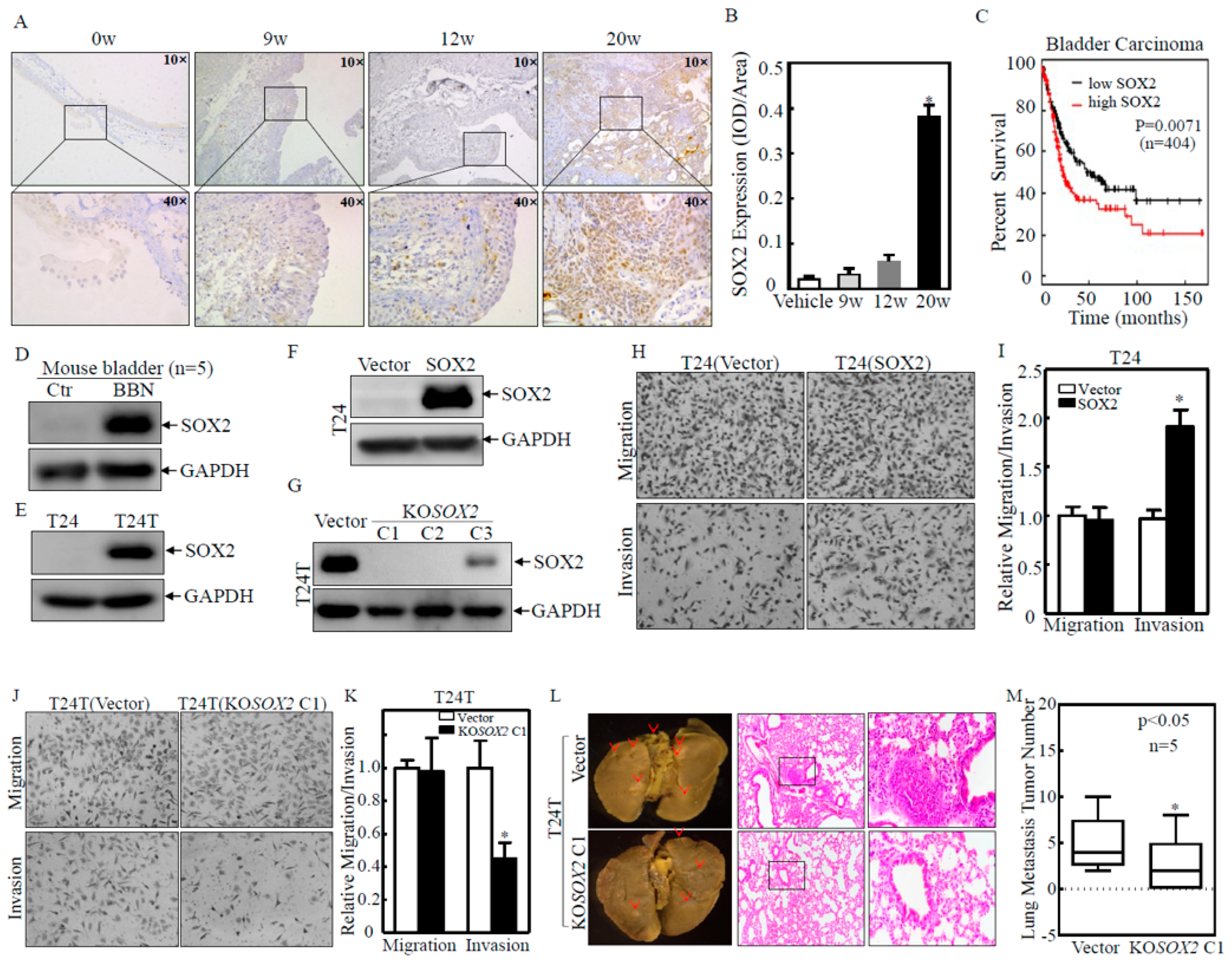 Ijms 23 12532 g001 Ijms 23 12532 g001