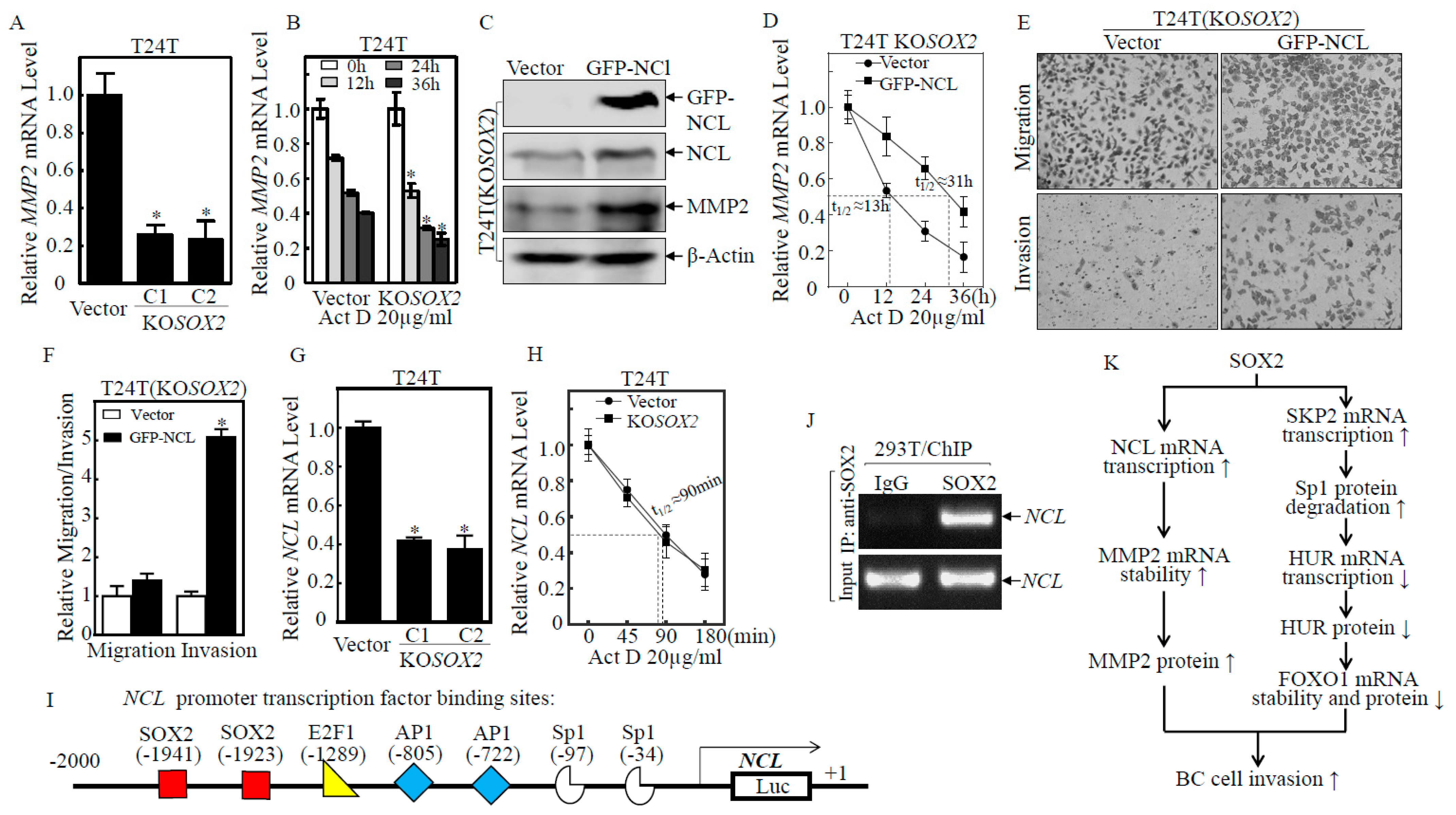 Ijms 23 12532 g006 Ijms 23 12532 g006