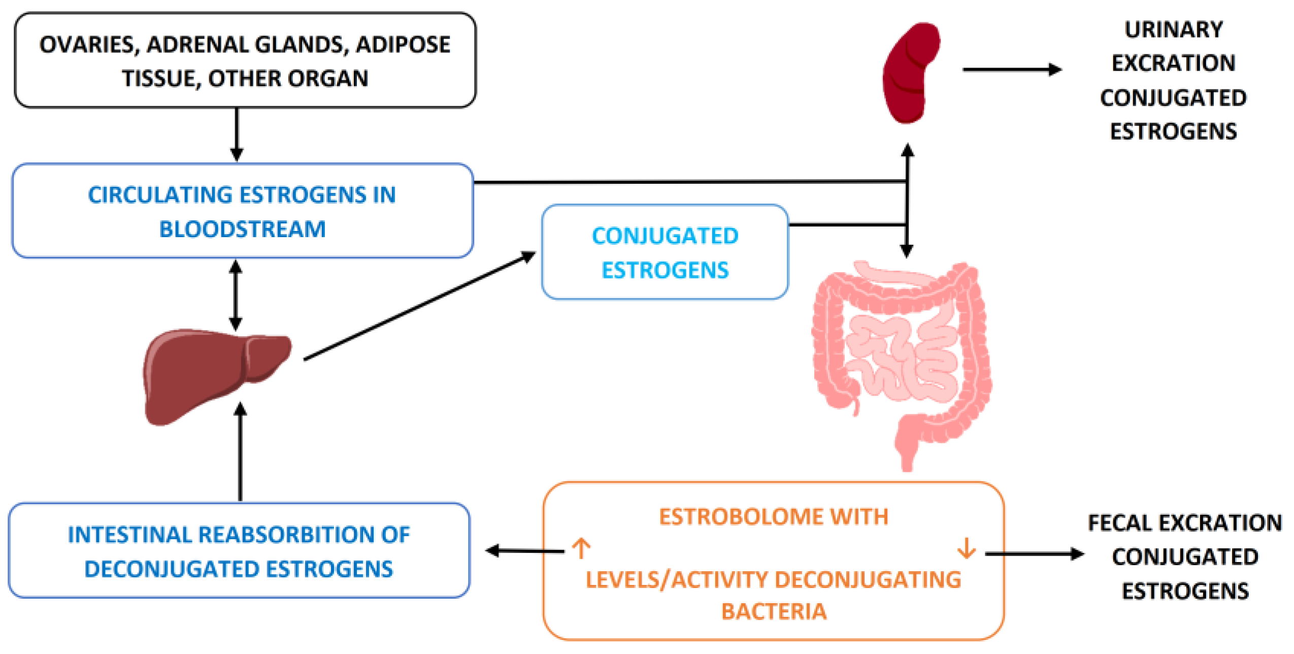 IJMS | Free Full-Text | Gut Microbiota, Metabolic Disorders and Breast ...