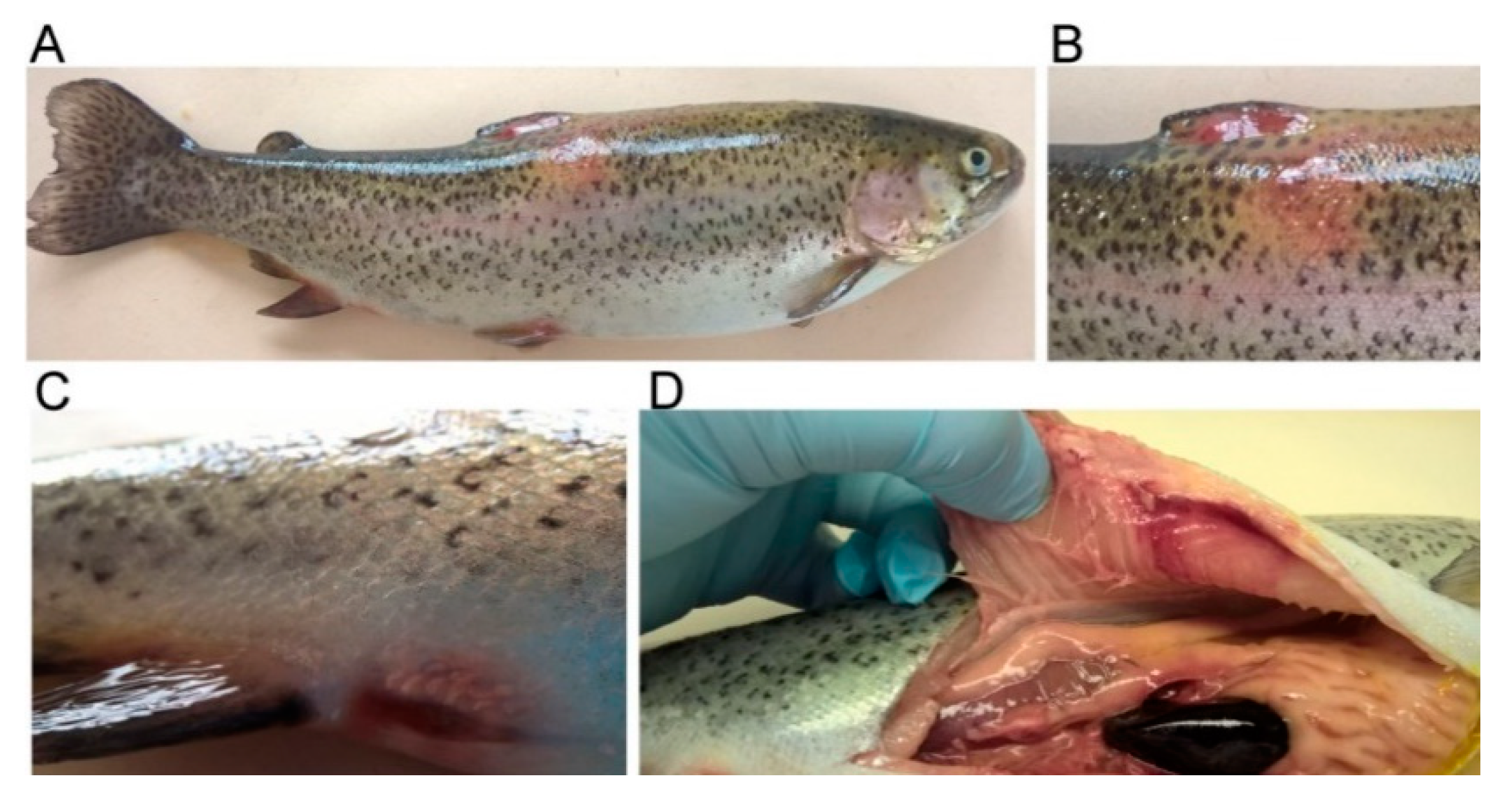 Ijms 23 12551 g002 Ijms 23 12551 g002