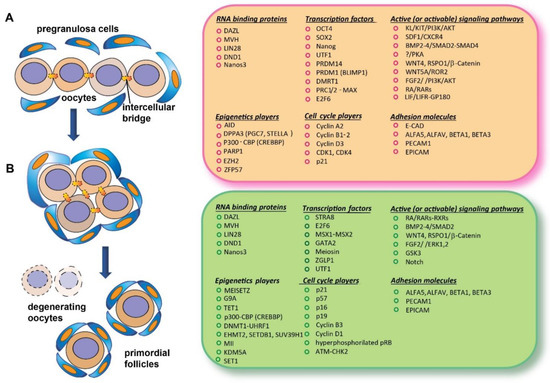 Slowed MPI progression and increased DNA repair players in 15.5