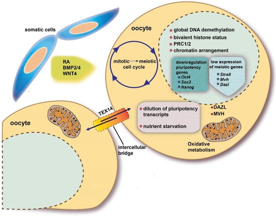 Slowed MPI progression and increased DNA repair players in 15.5