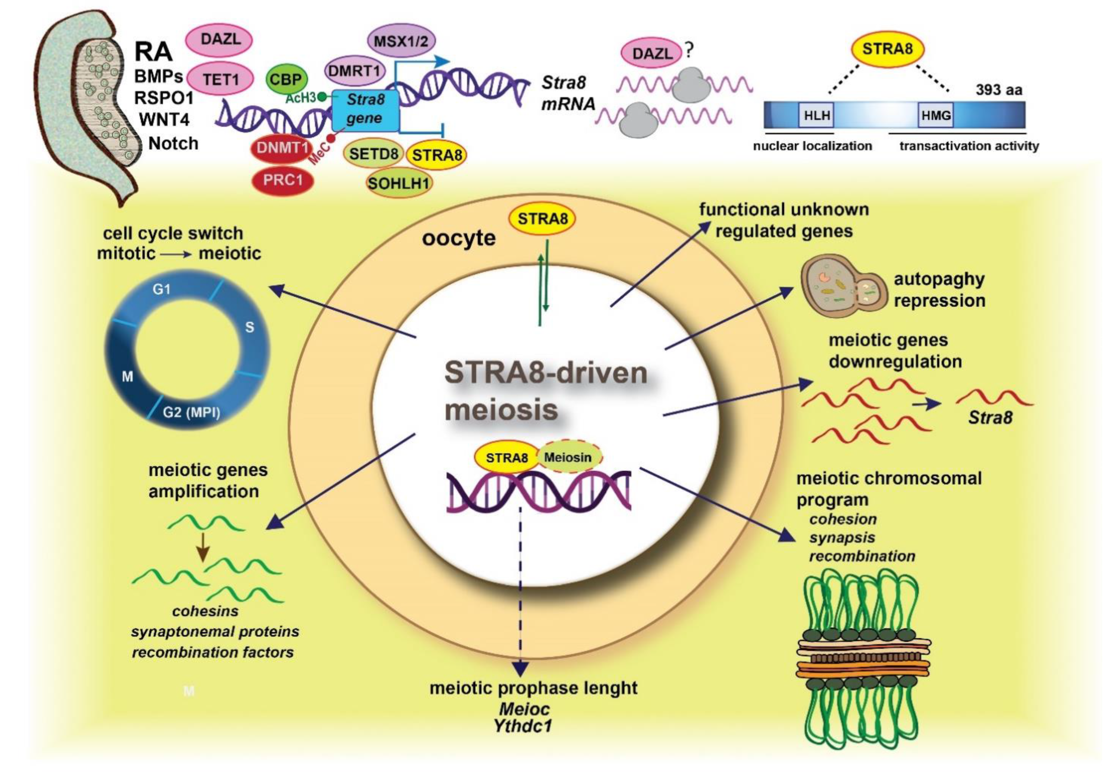 Slowed MPI progression and increased DNA repair players in 15.5